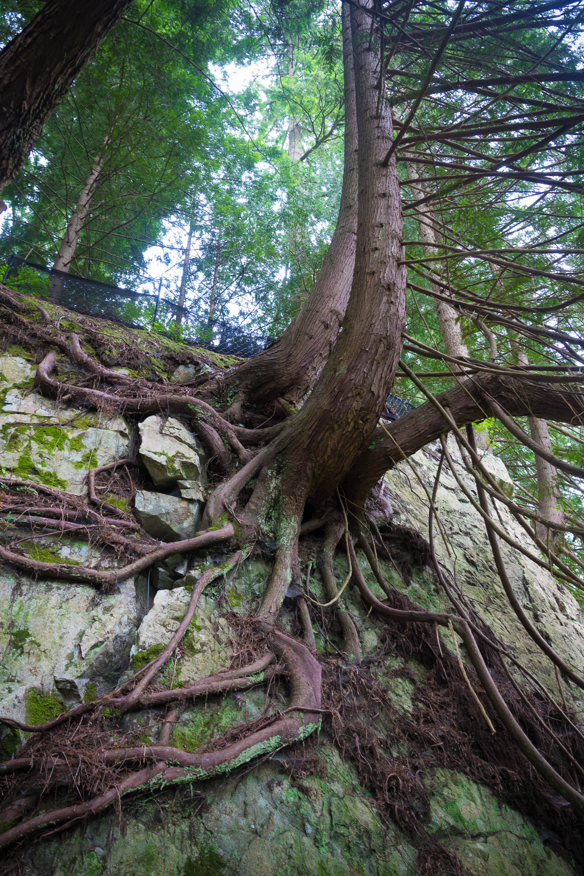 07-vancouvercapilano-35.jpg