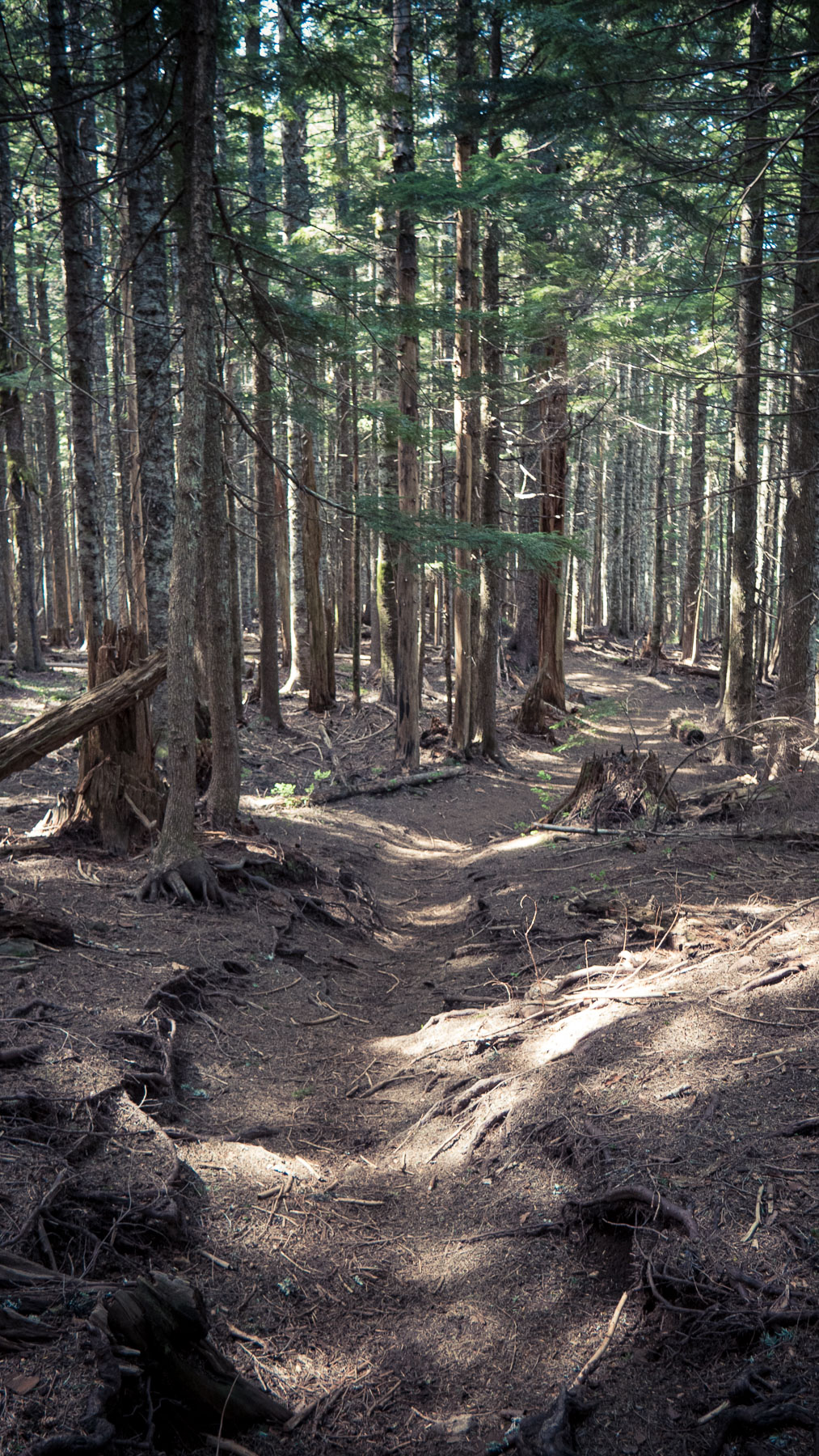 06-larchmtn-1.jpg
