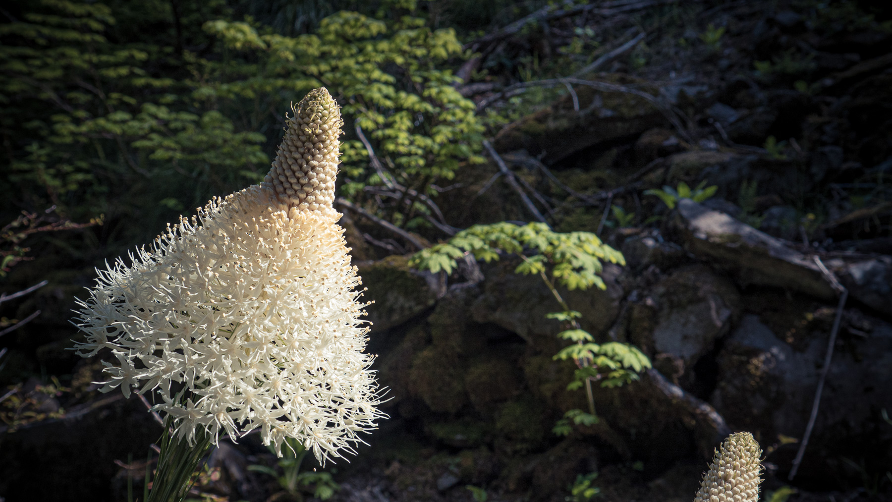 06-larchmtn-10.jpg