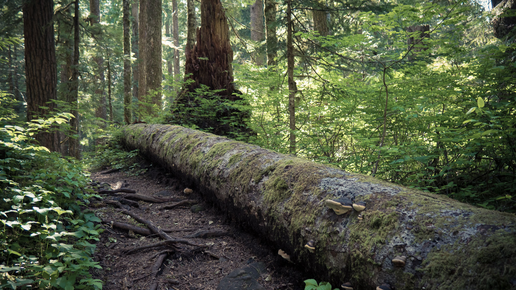 06-larchmtn-15.jpg