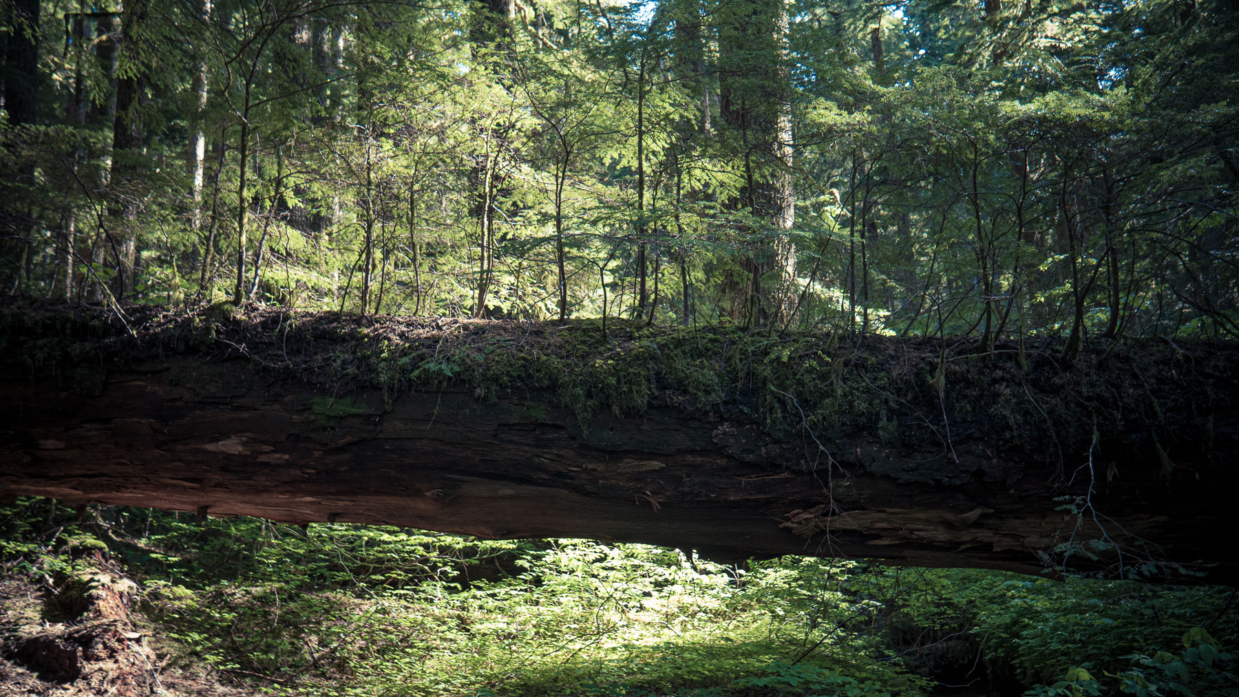 06-larchmtn-18.jpg