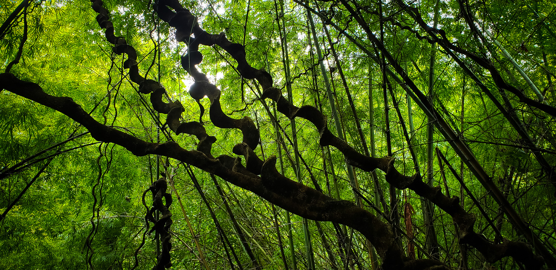 08-junglehike-s9-2.jpg