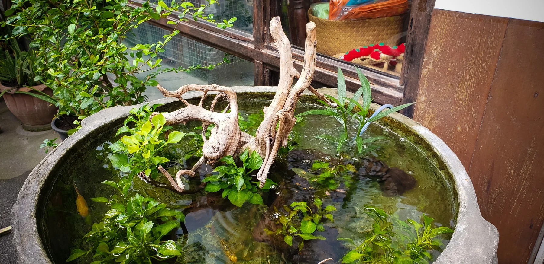 Could I replicate this back home in Portland? That’s pretty much a regular running thought as I am amazed at the many unique and beautiful ways Thais have beautified their surrounding using water, plants and fish
