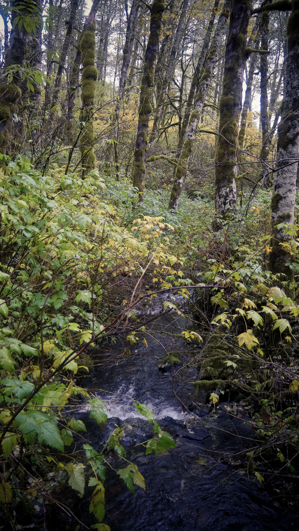 10-bloomlaketrail-2.jpg