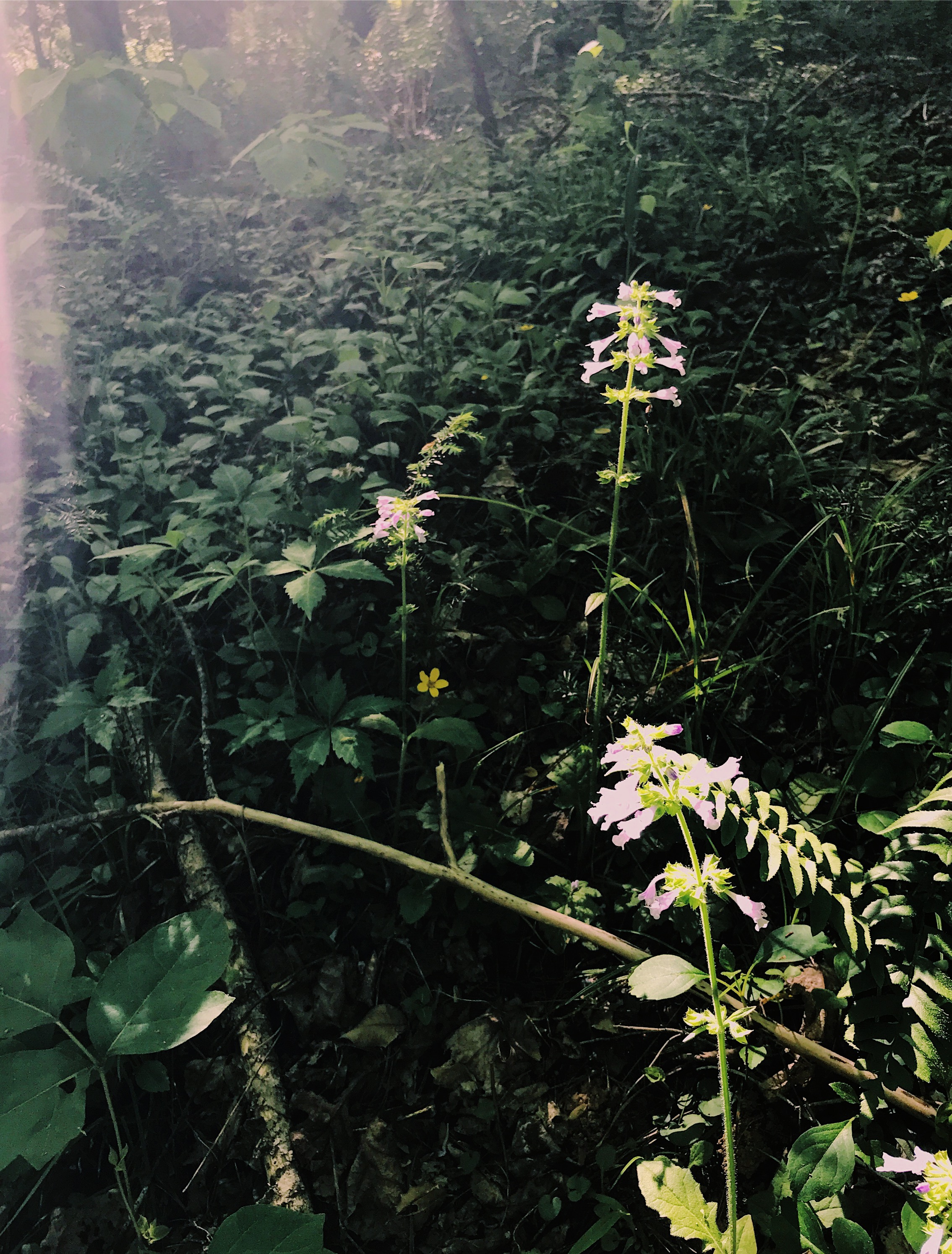 lyre-leaf-sage-in-light.png