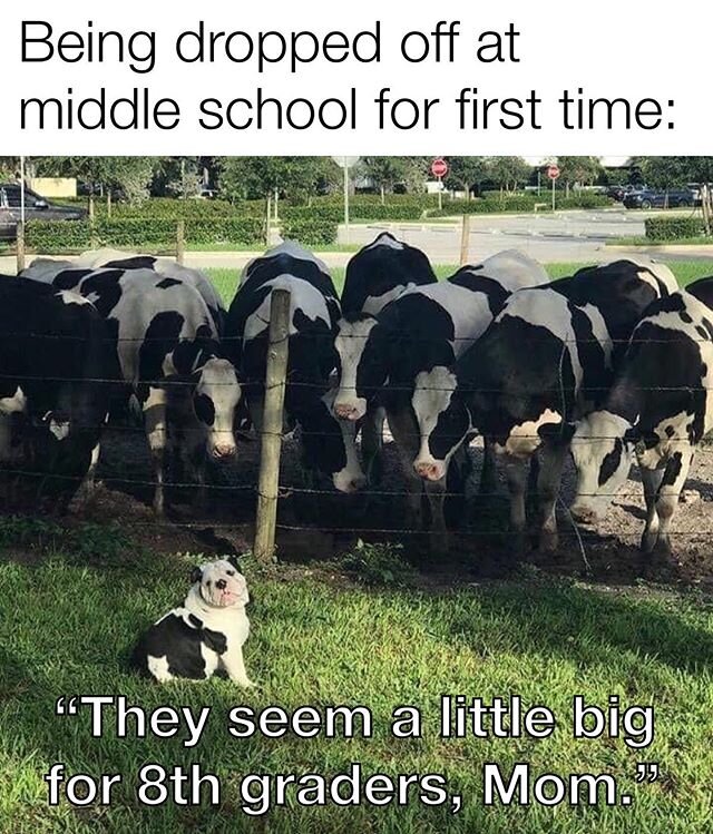 &ldquo;Them big doggos&rdquo; #CowMemes2020 #cowmemes #middleschool #MiddleSchoolLife #8thgradersarescary #cows #naskewrimo