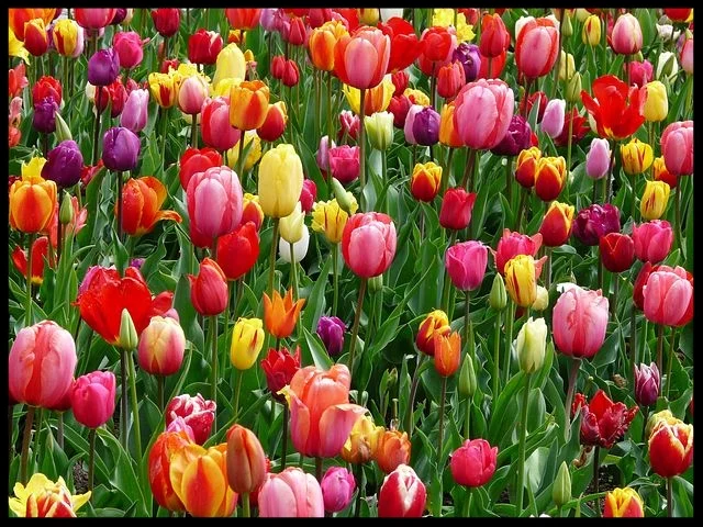 Of beautiful Mondays