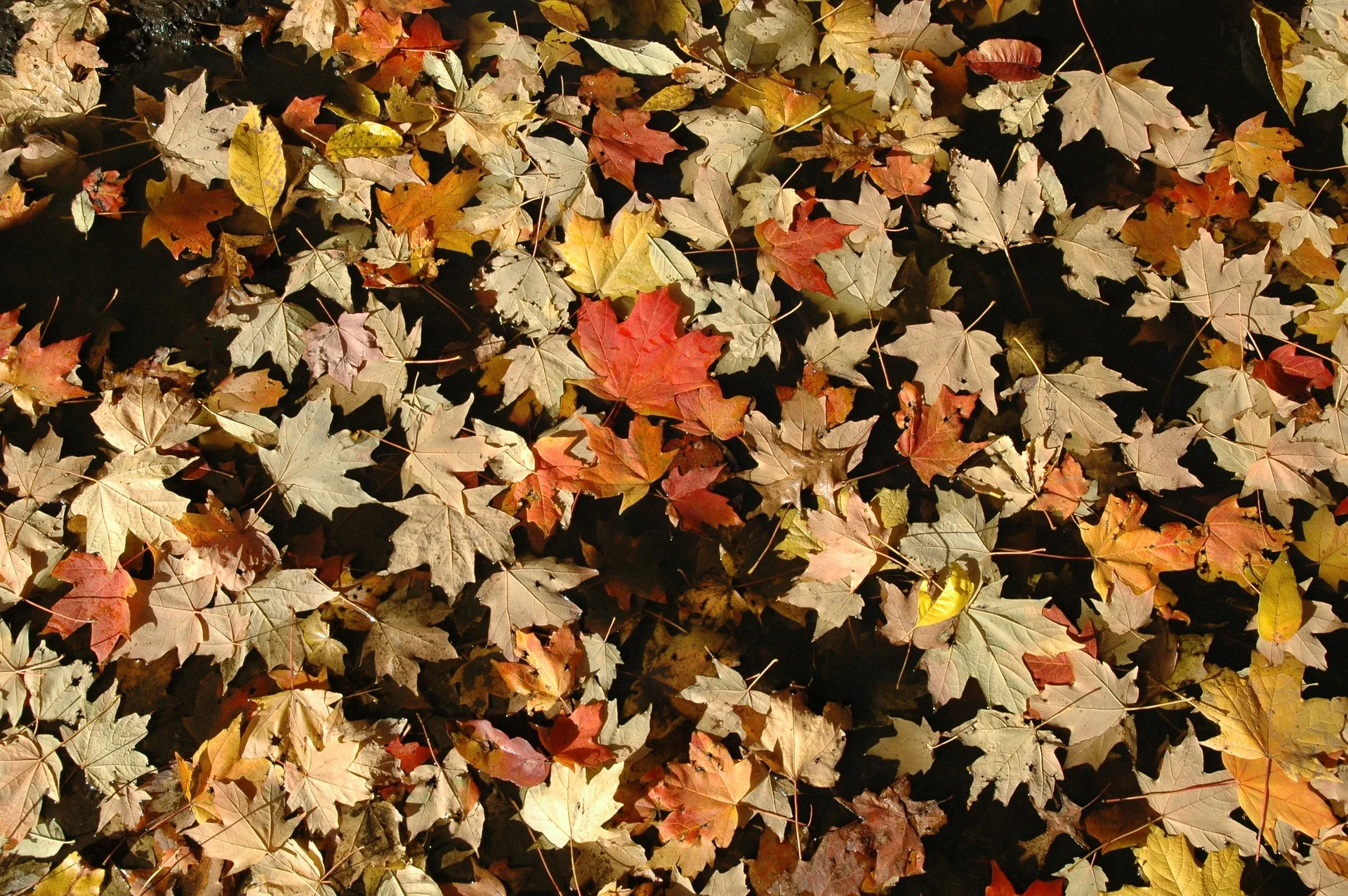 Of Thanksgiving