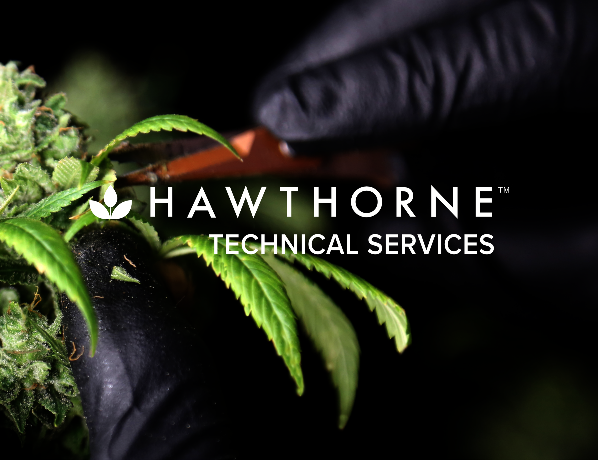 Screen Shot 2019-09-10 at 7.49.27 PM.png