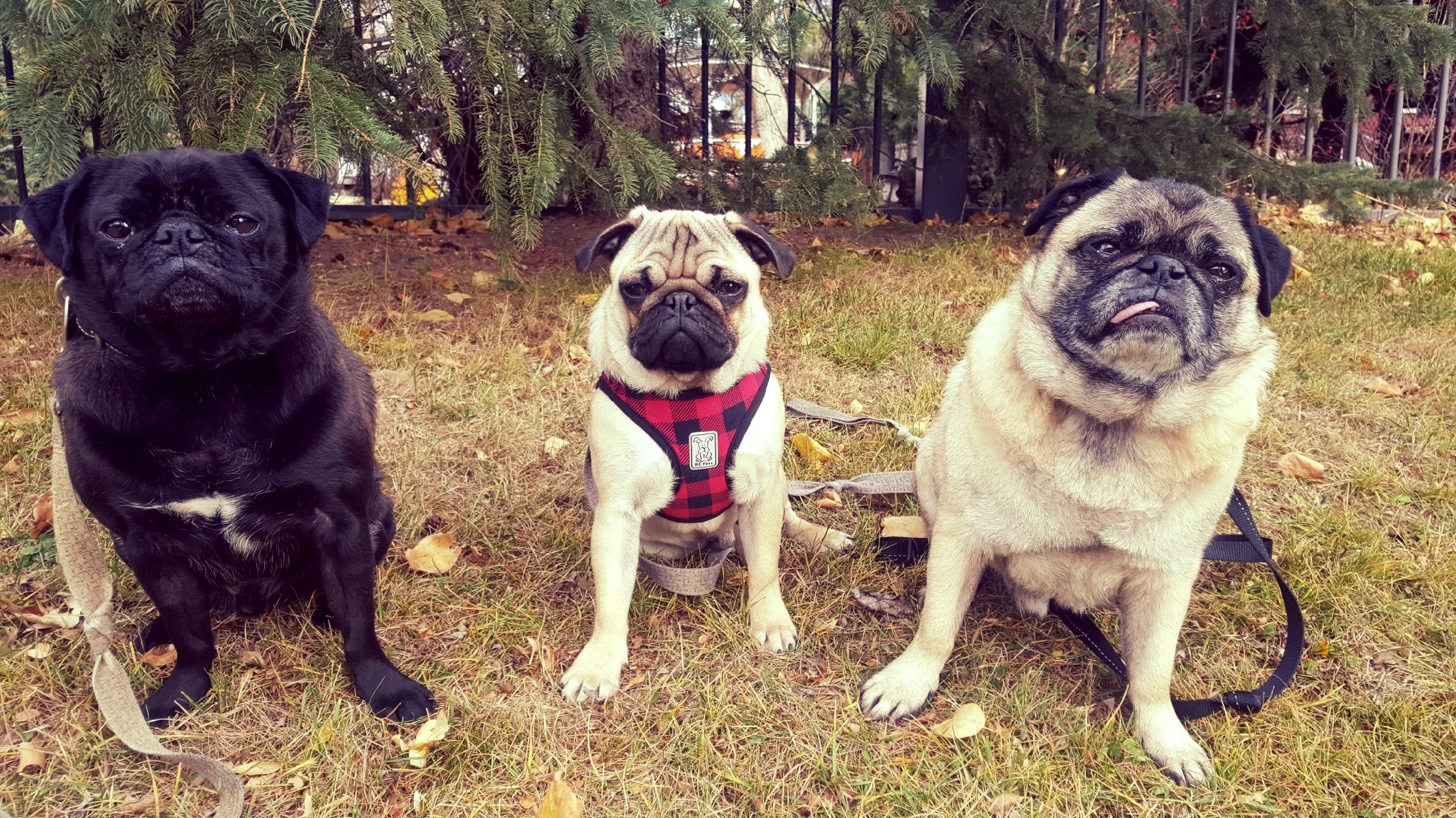 Wayne, Kenny, Rambo
