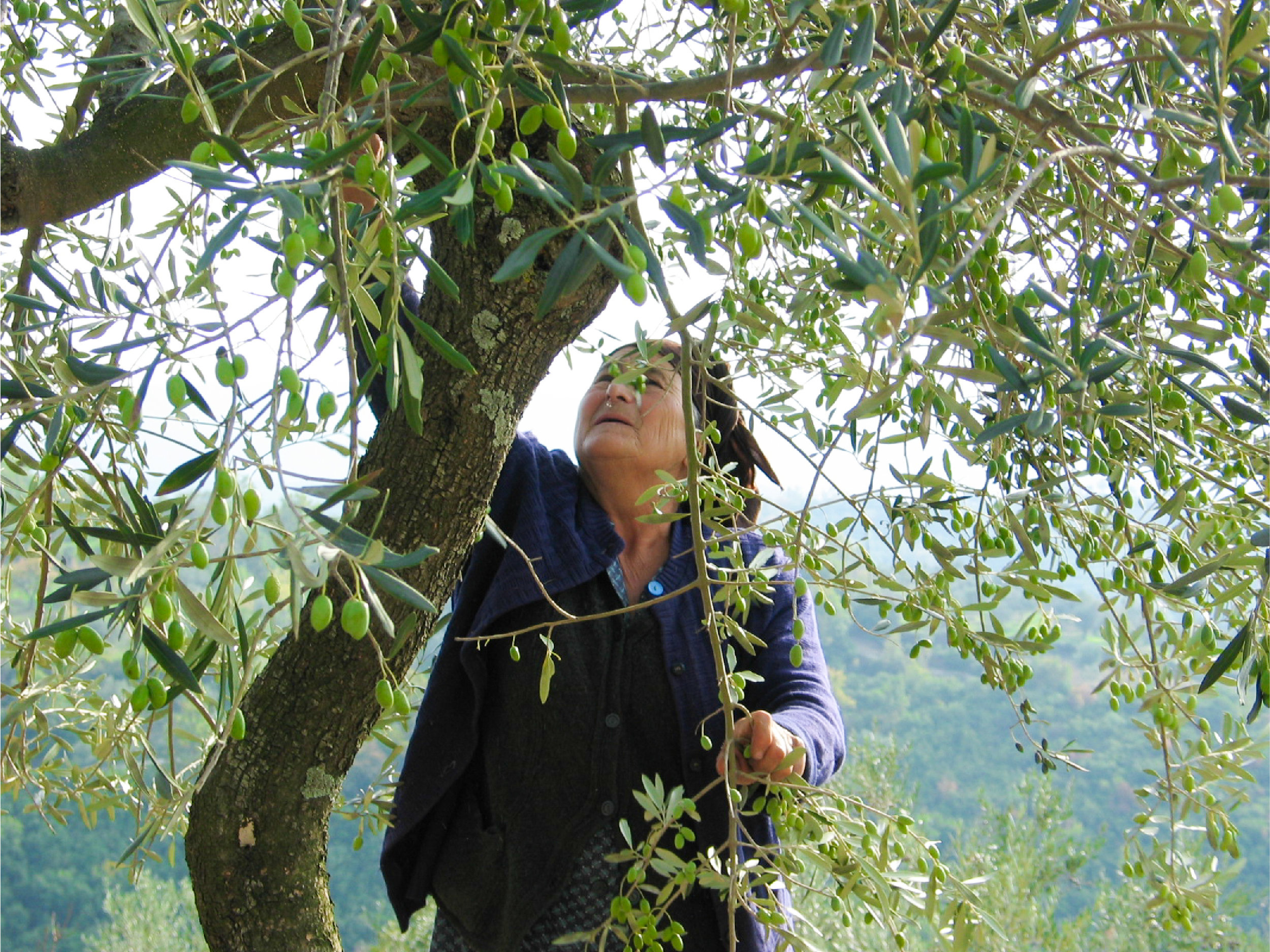 Olive Harvest (Copy) (Copy)