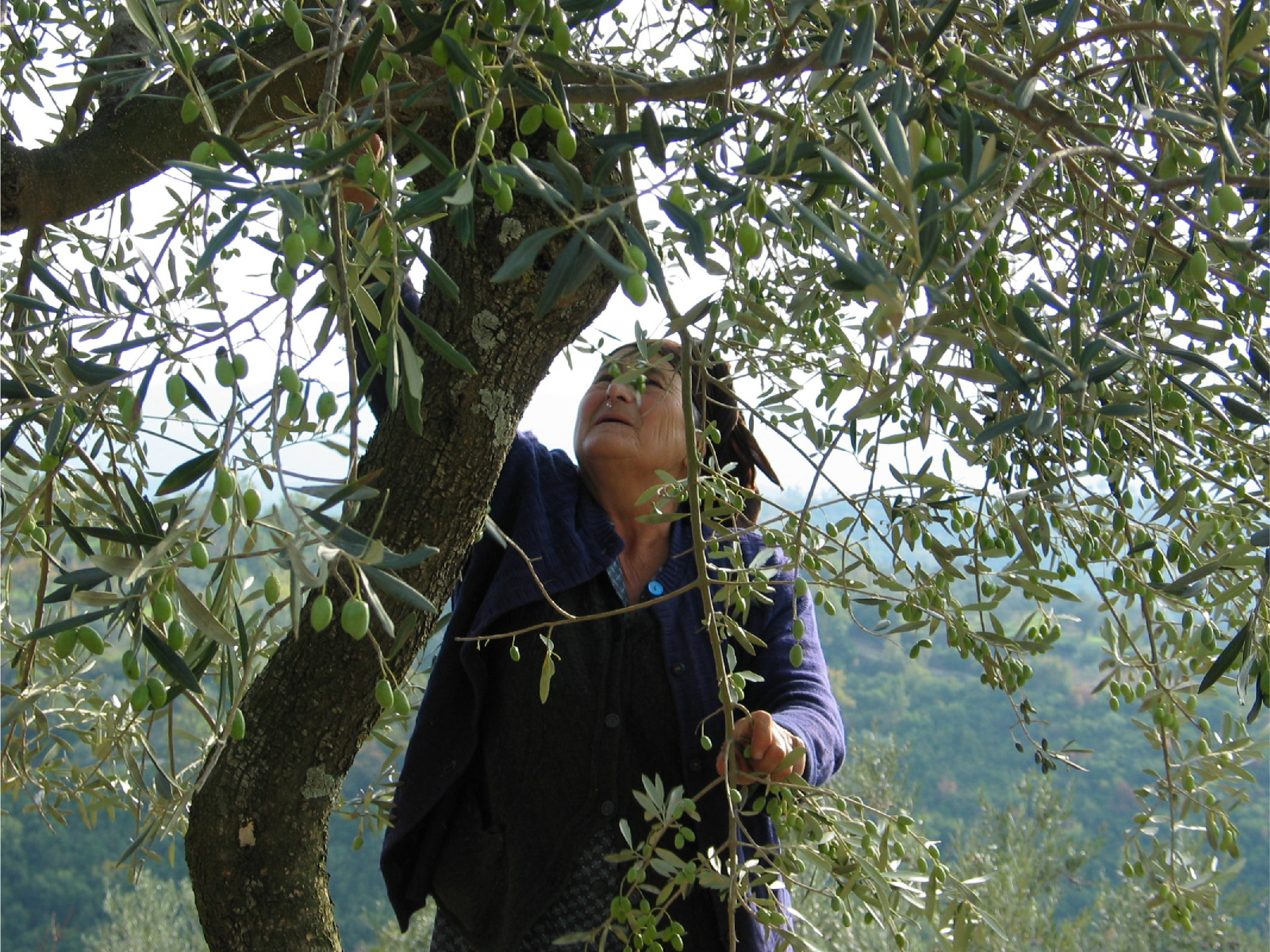 olive picking close.jpg