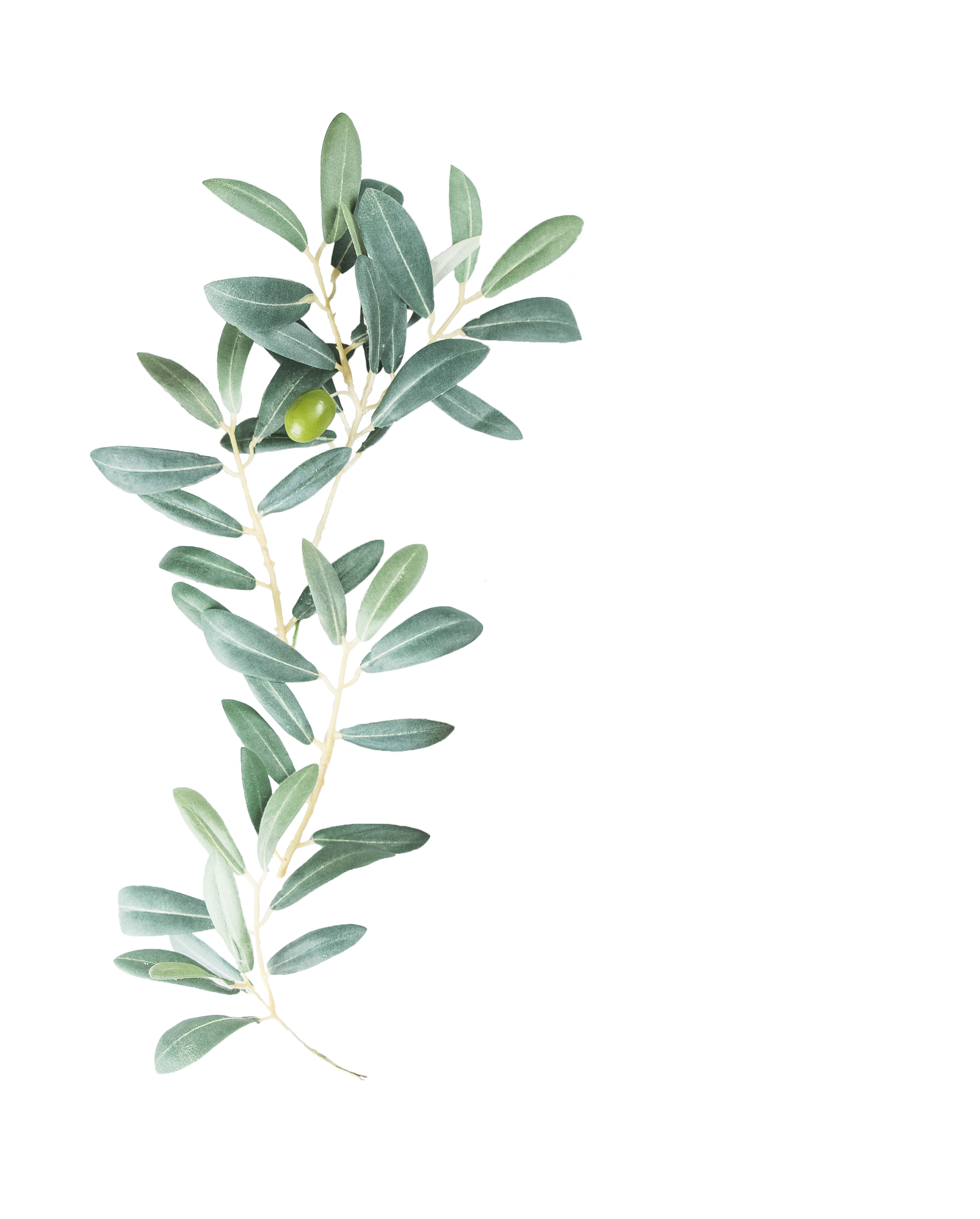 cutout olives 2.png
