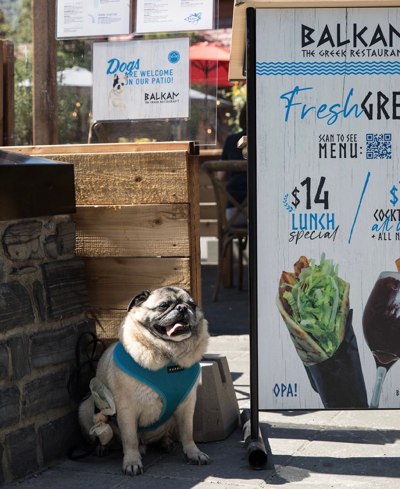 Looking for the perfect spot to dine with your dogs? We're happy to welcome you onto the majority of our patios this summer including.. 

@bearstreettavern 
@banffbalkan 
@eddieburgerbar 
@parkdistillery 
@chucksbanff 
@highrollersbanff 
@themaplelea