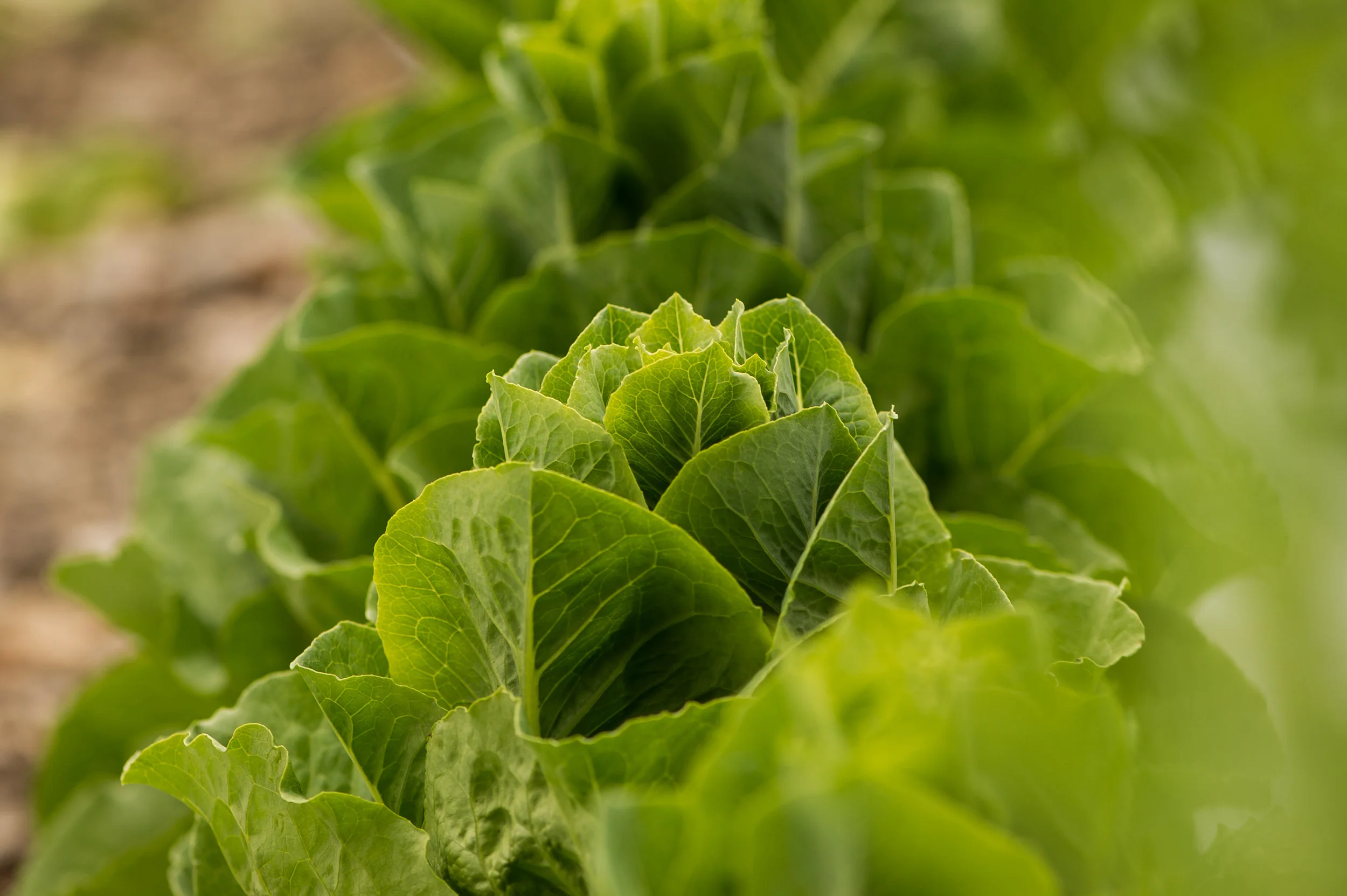 bryan_avigne_food_photography-0032.jpg