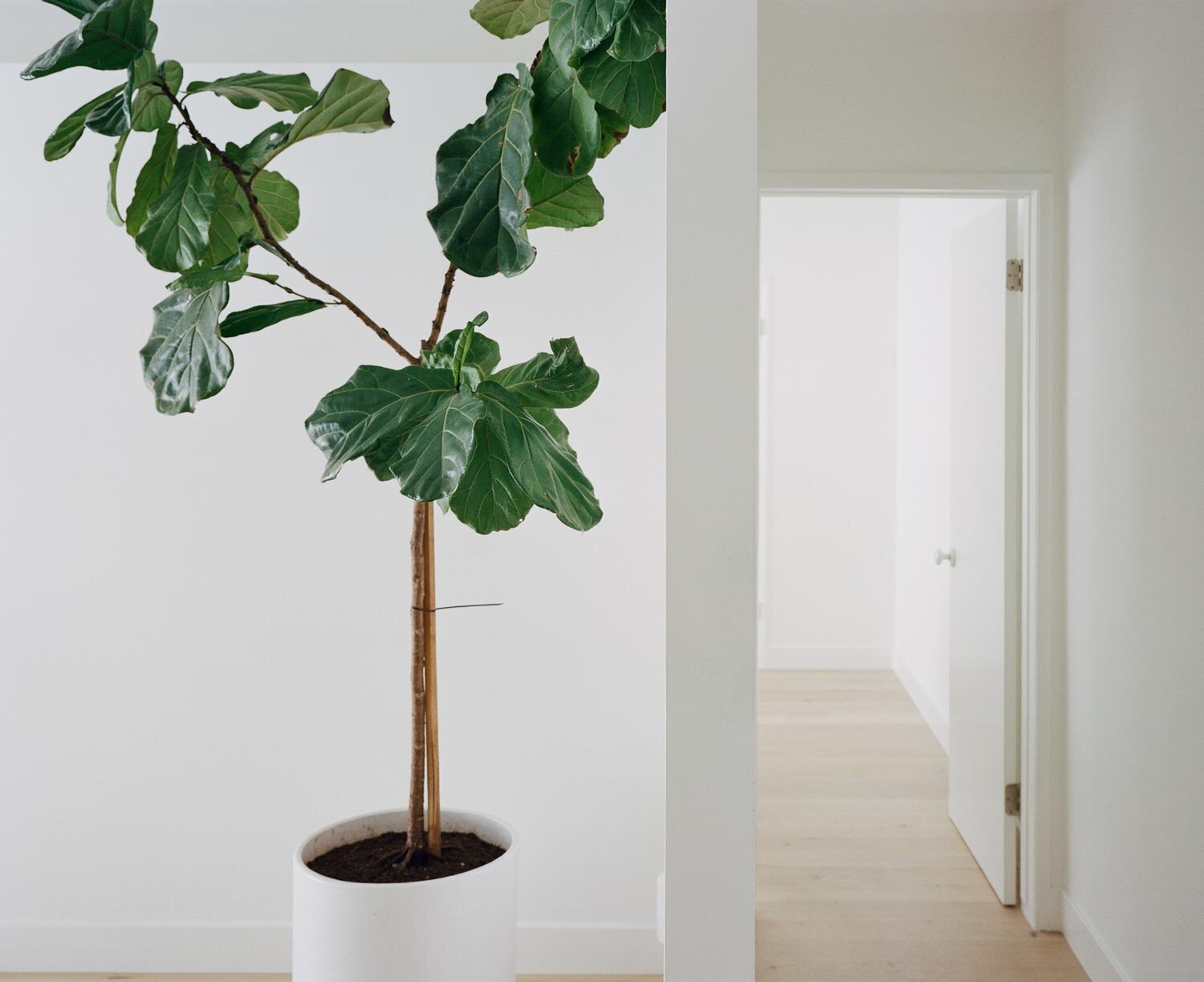 bright-white-hallways-fiddle-leaf-fig-osinoff-general-contractors.jpg