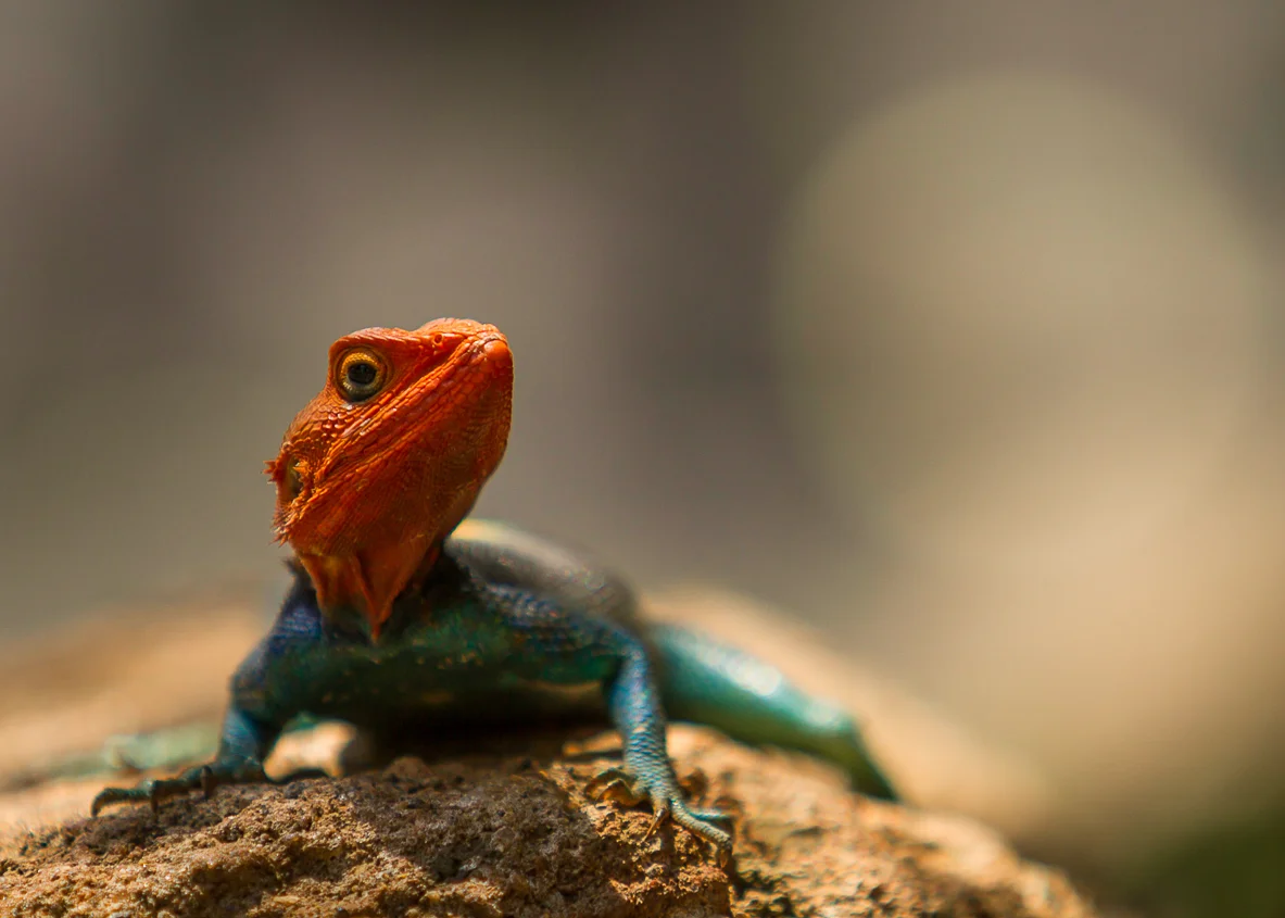 Agama Lizard in a pose-1.jpg