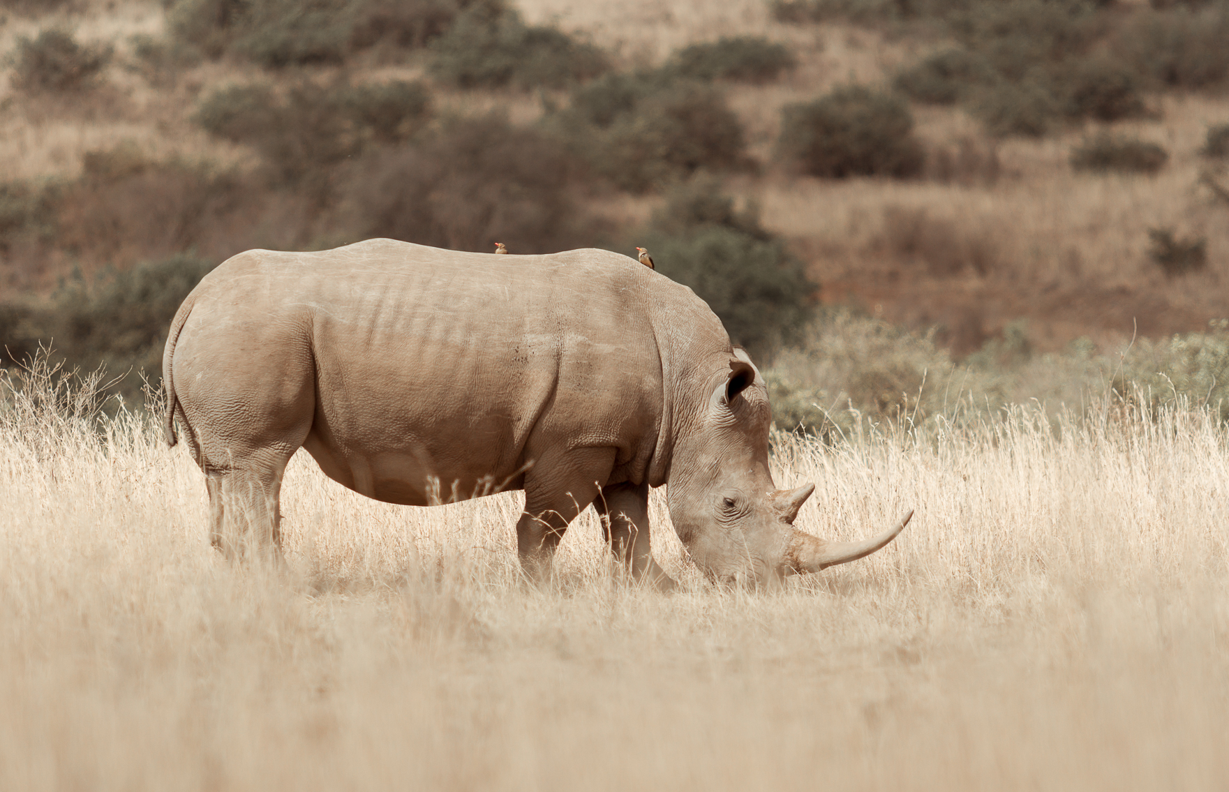 A rhino grazing in the Nairobi National Park