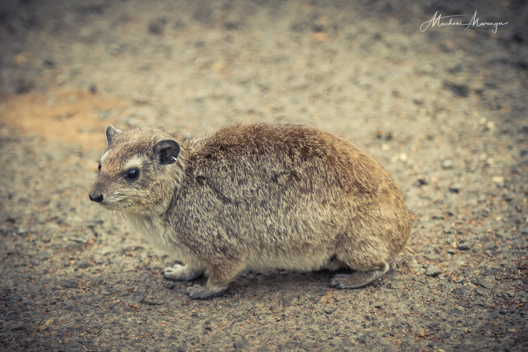 Elephant Shrew