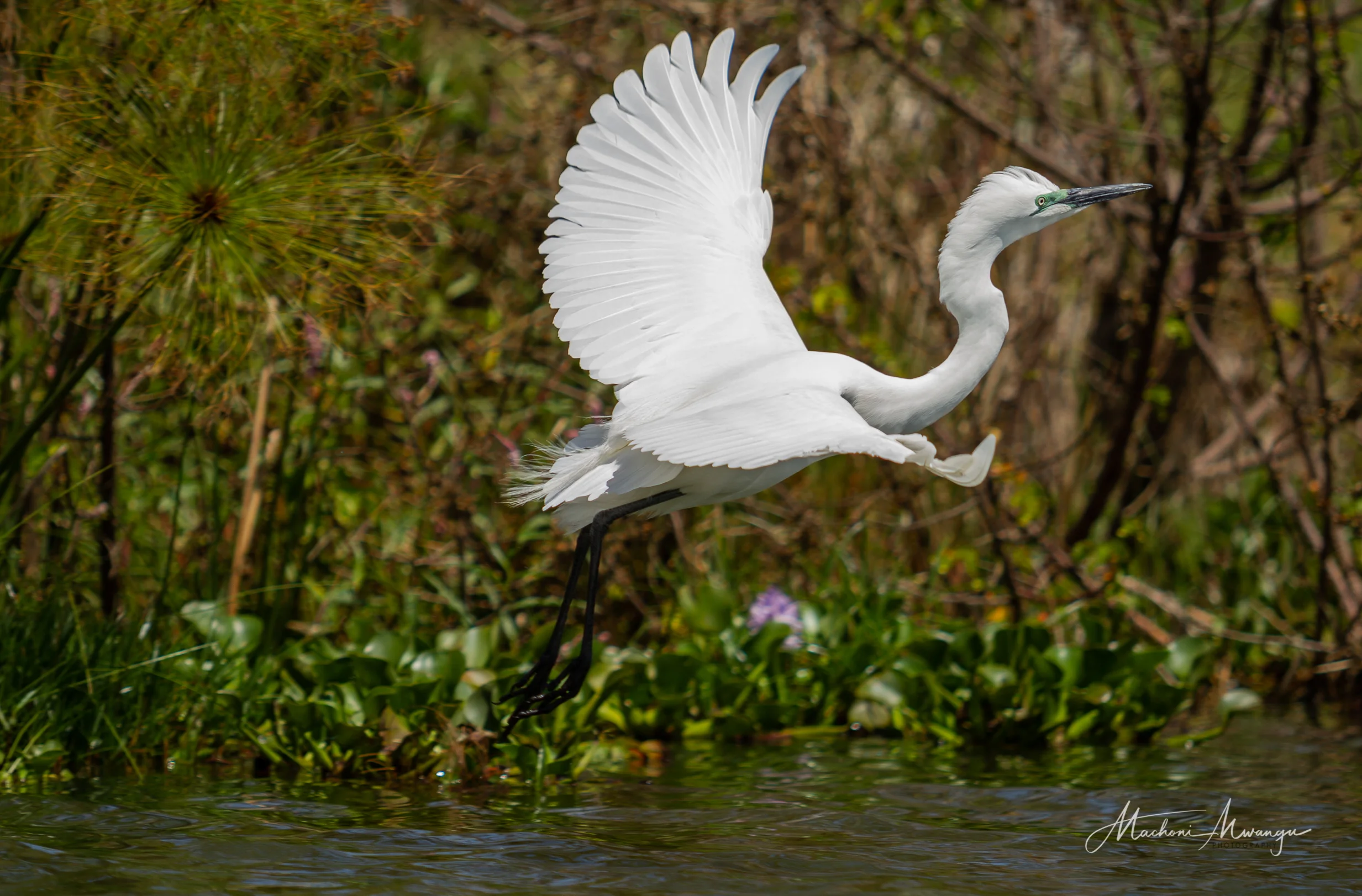 Great Egret on take off
