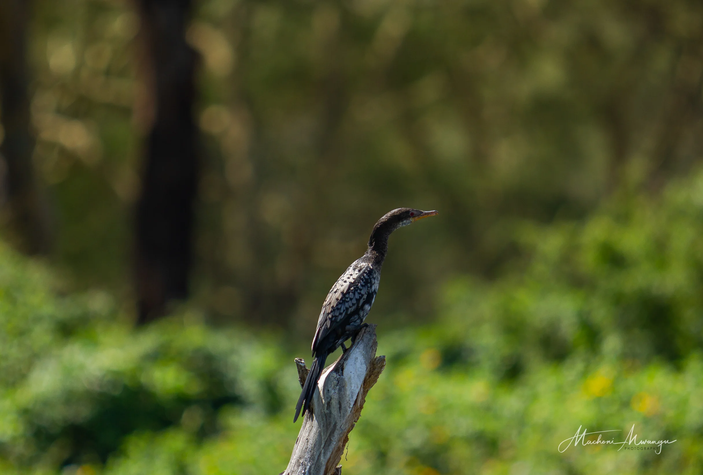 Long Tailed cormorant