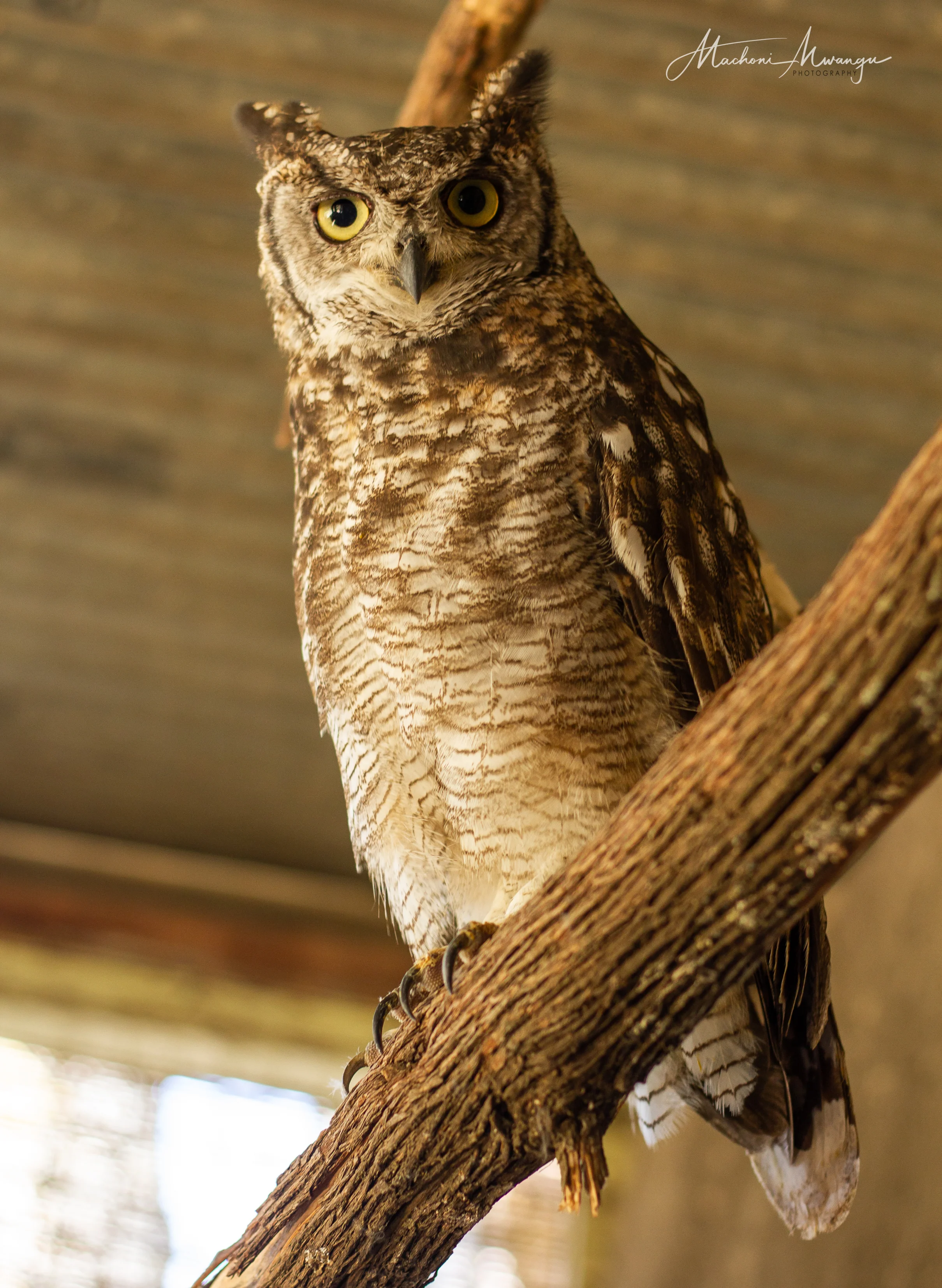 Spotted Eagle Owl