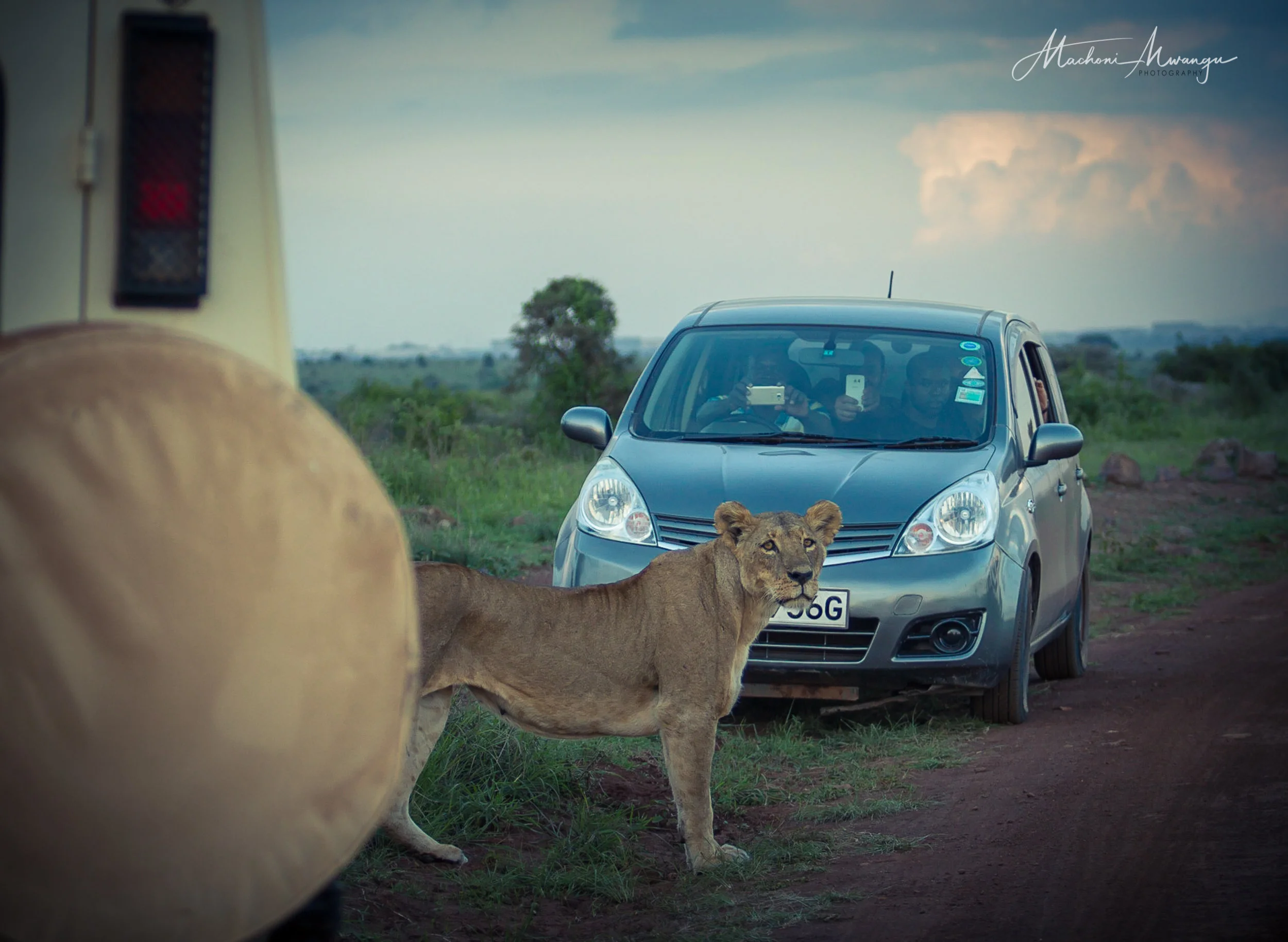 Lions in the Park-1-5.jpg