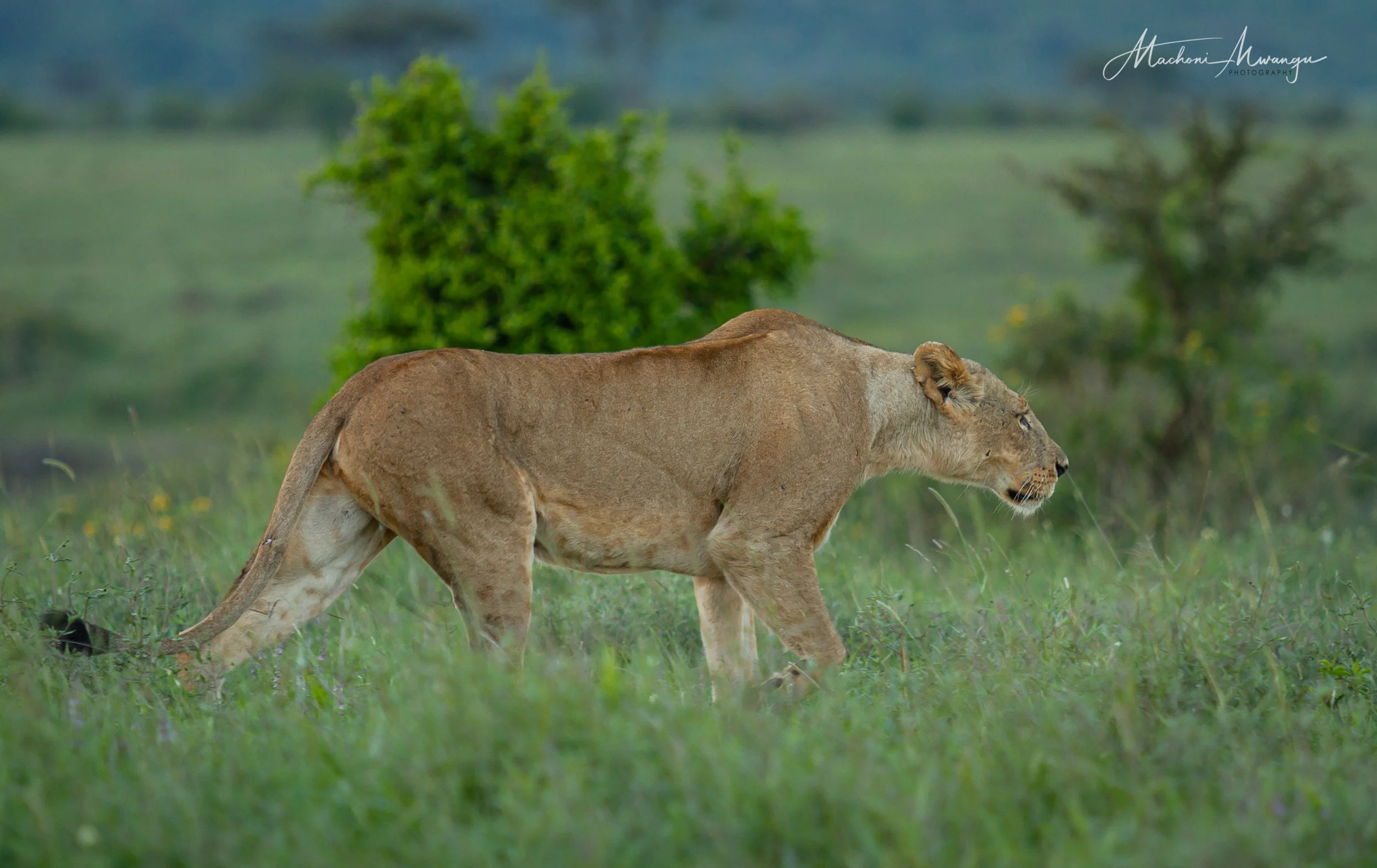 Lions in the Park-1-6.jpg
