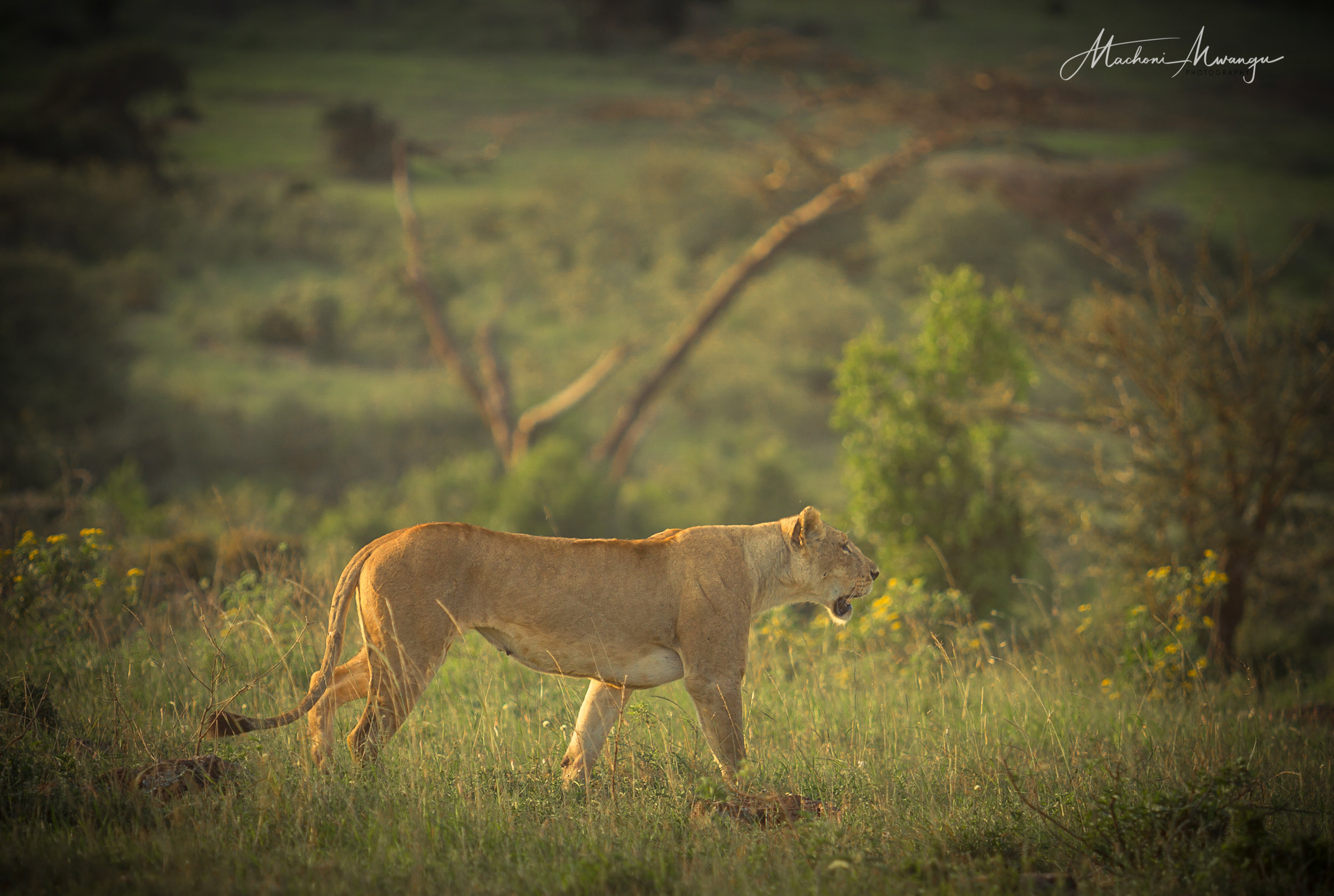 Lions in the Park-1-13.jpg