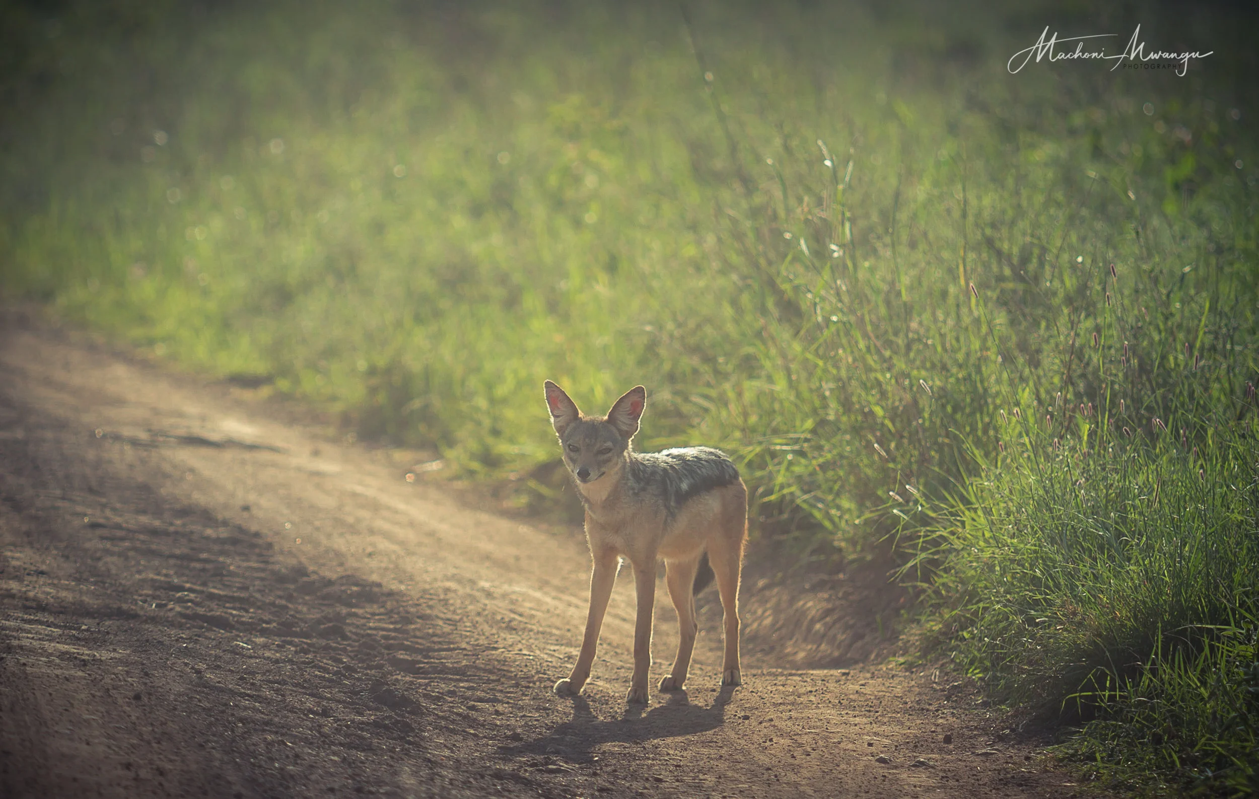 Silverbacked Jackal-1.jpg