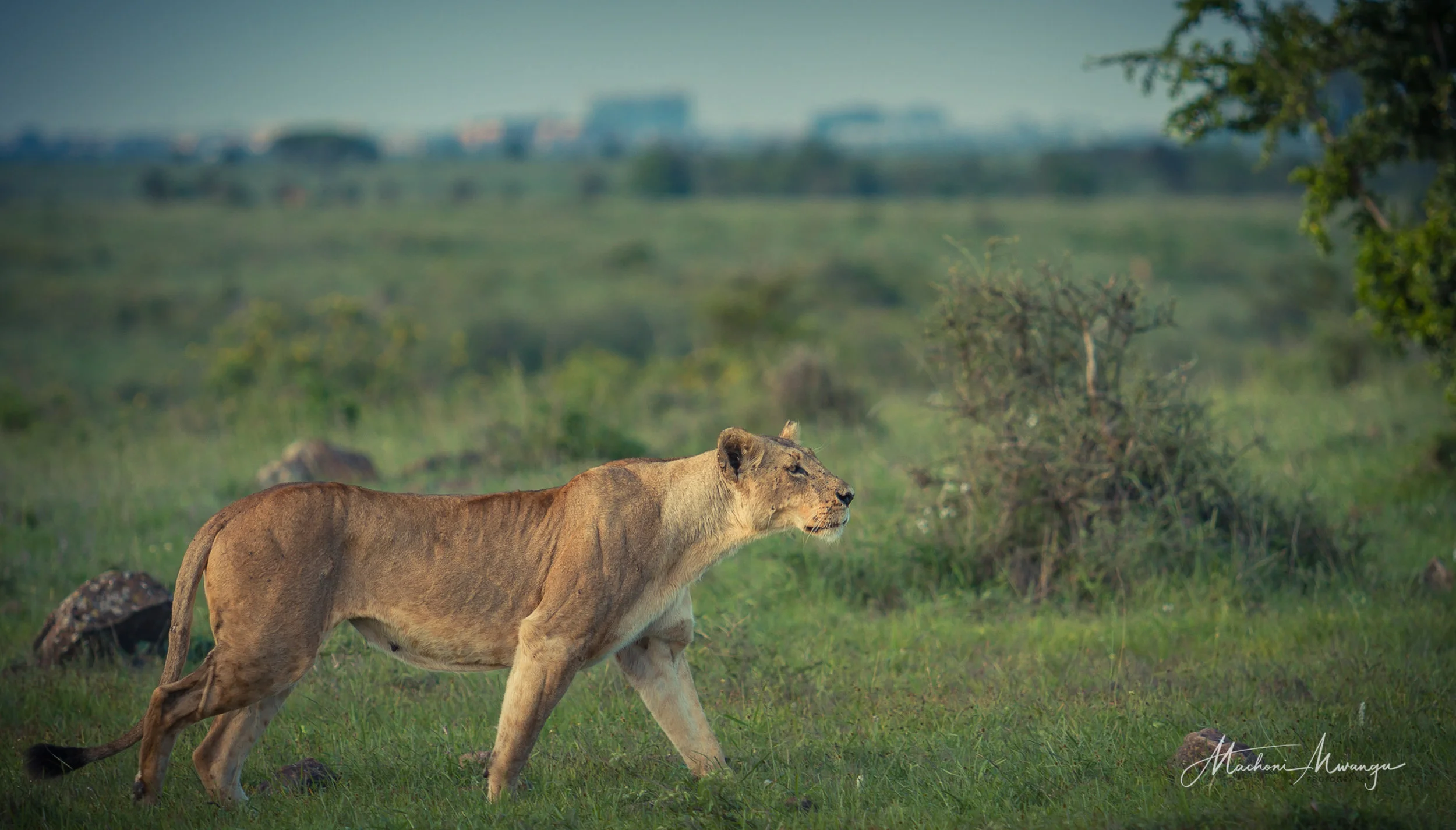 Lions in the Park-1-17.jpg