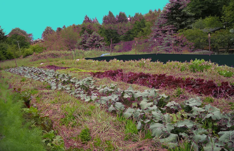 Colorafied+field.jpg