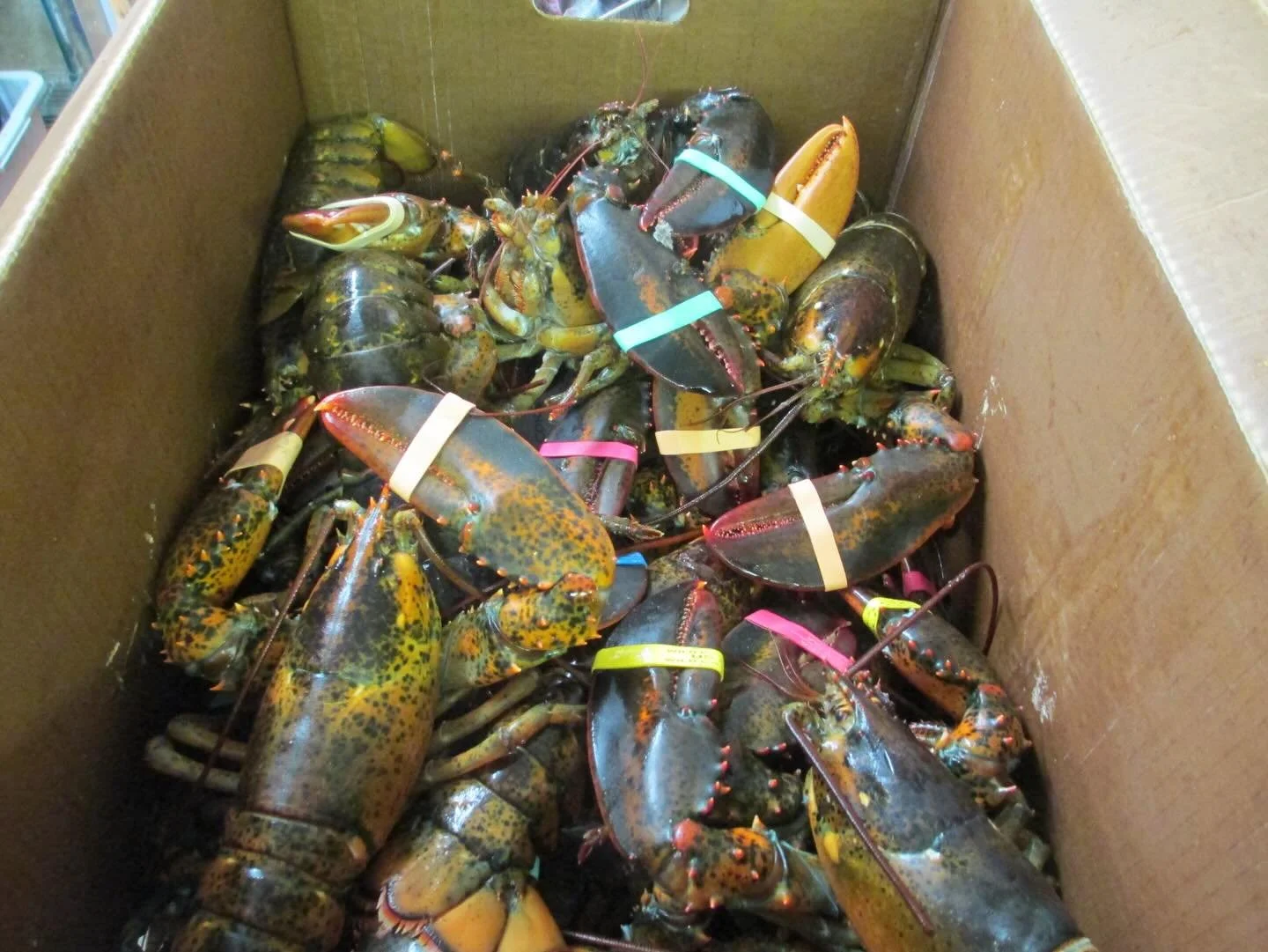 Another batch of Lobster Stock just of the stove!  Pre Order your quarts of lobster bisque for Christmas!  #tiffanystapandgrill