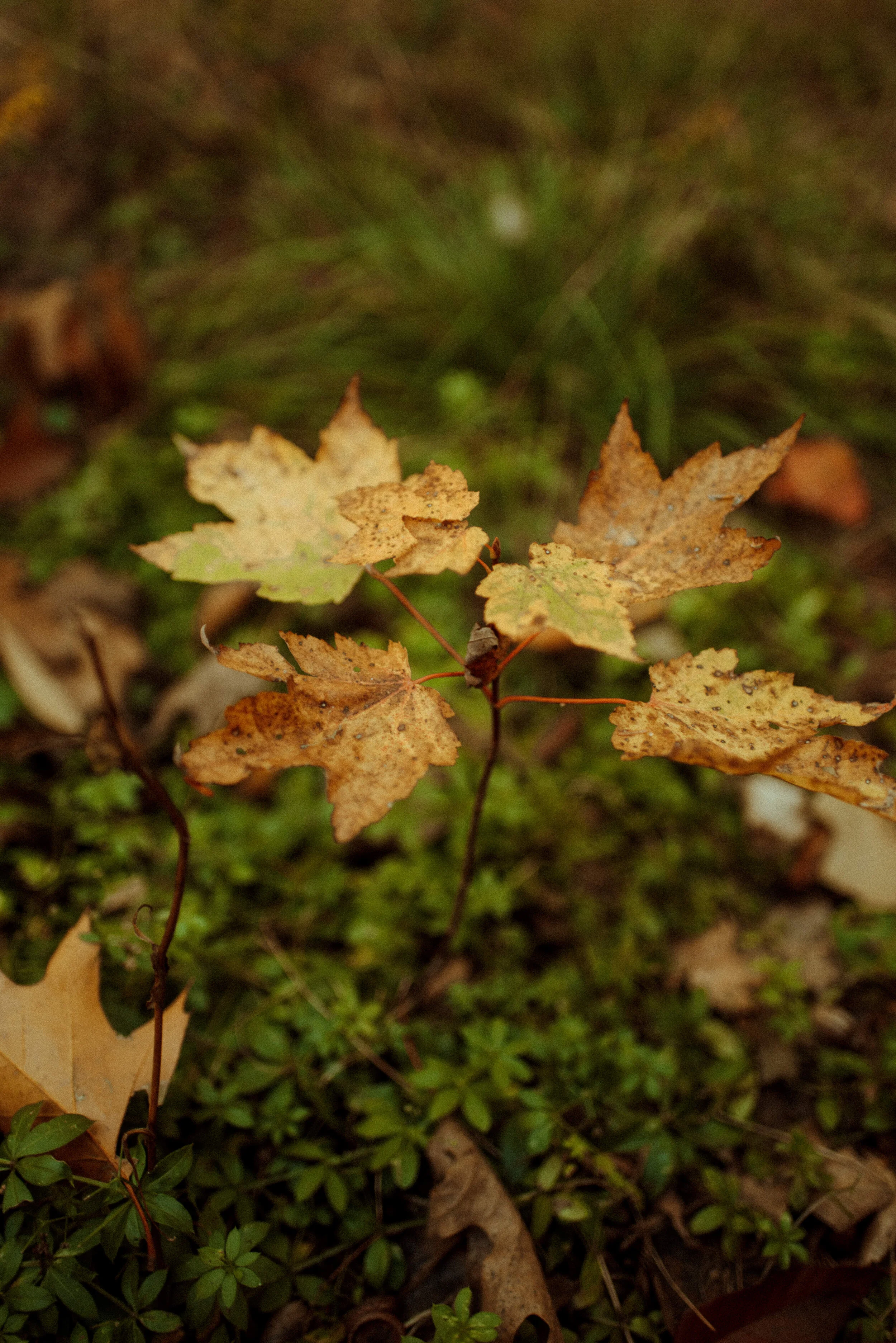 DSC_9695.jpg