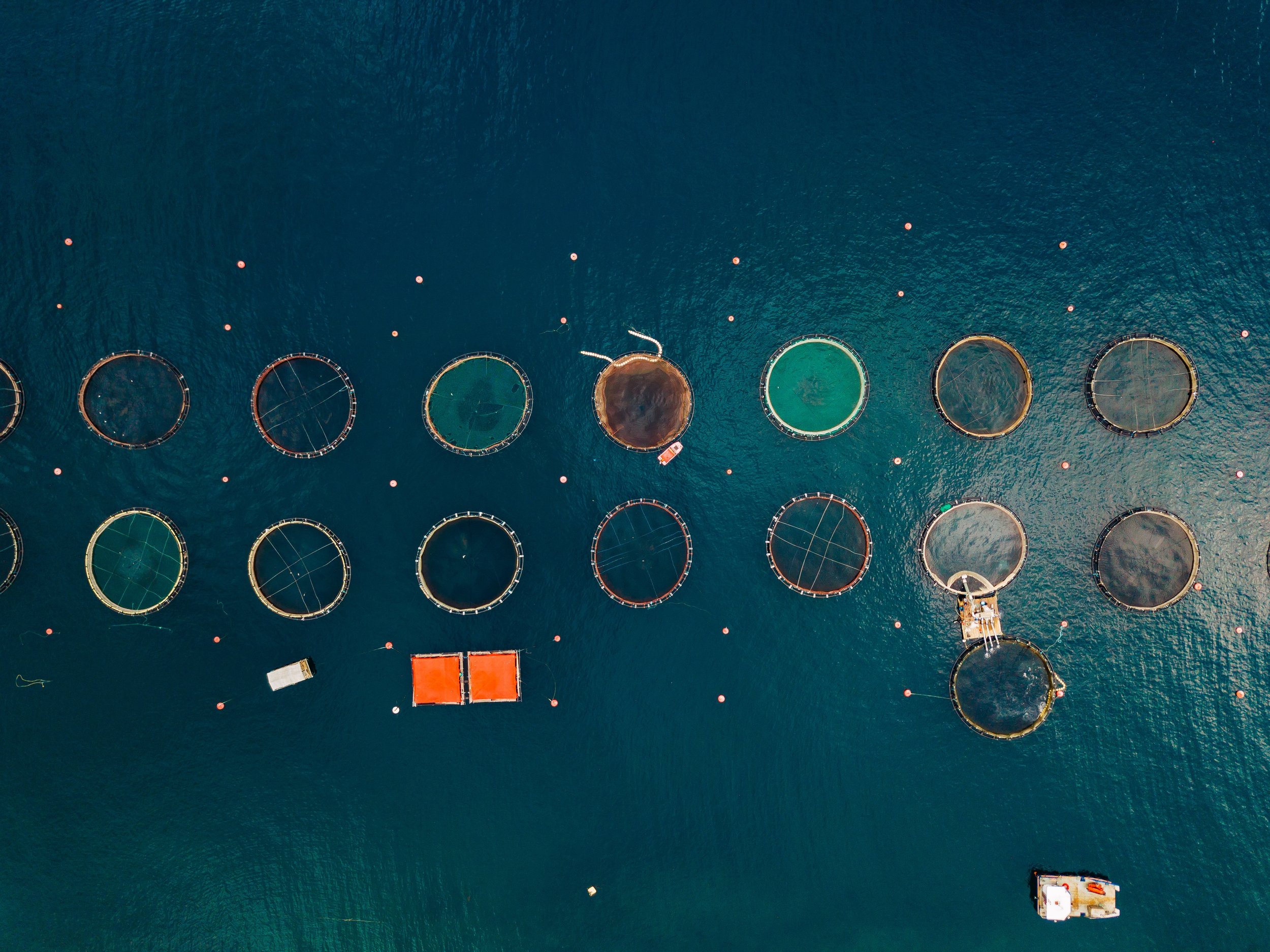 Salmon fish farm with floating cages. Aerial view