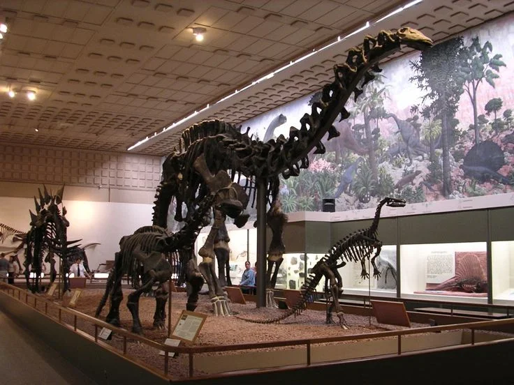 9988d879c62d2ff904f68667d645c806--dinosaur-fossils-yale.jpg