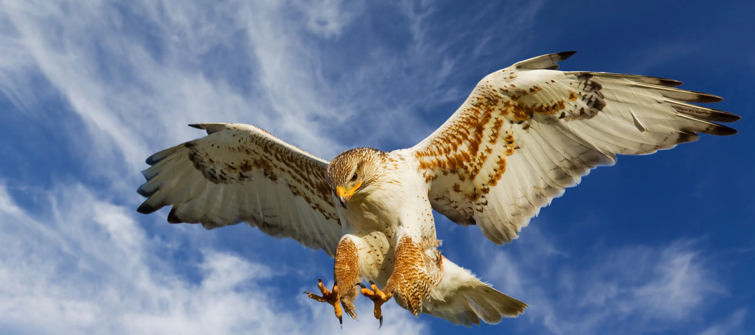 Hawks, Hawks Everywhere: State of the Markets Update
