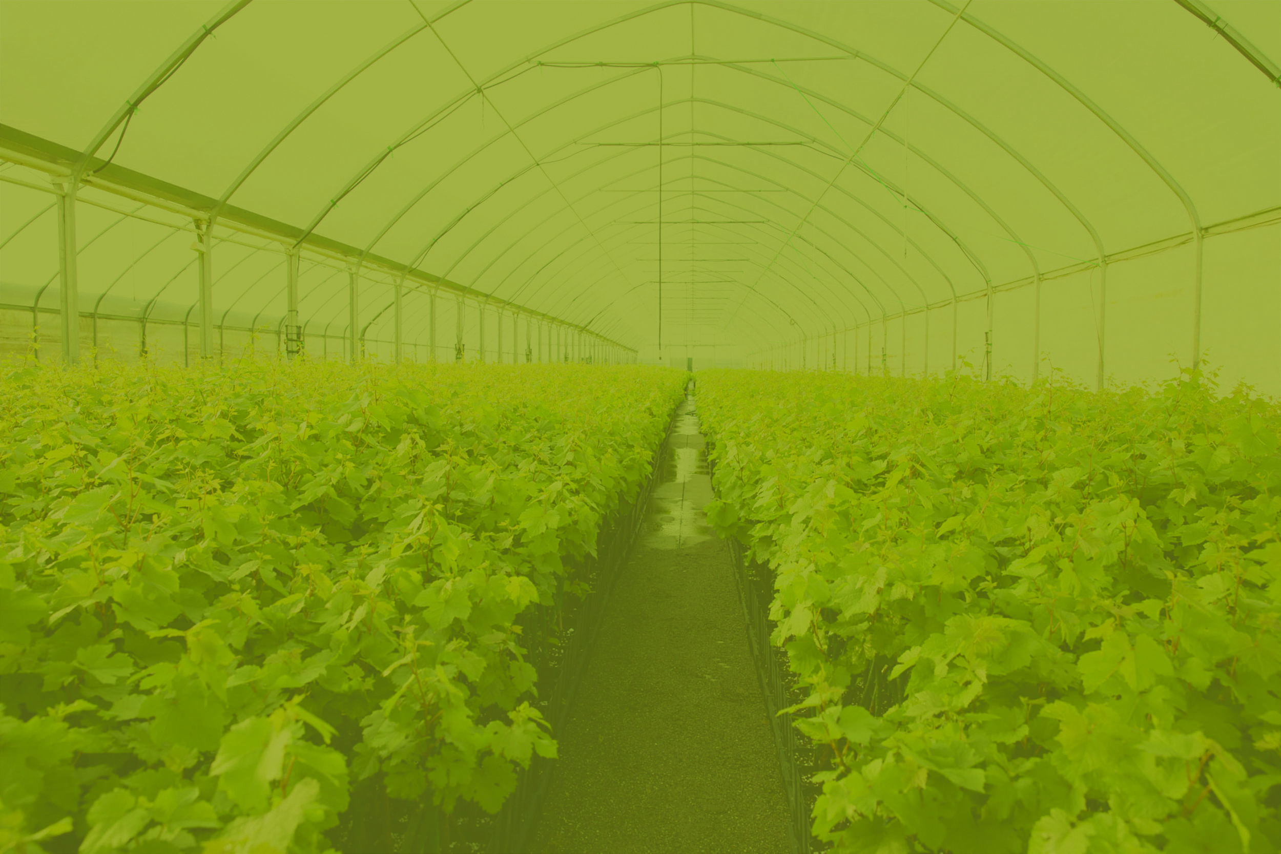 Greenhouse copy.jpg