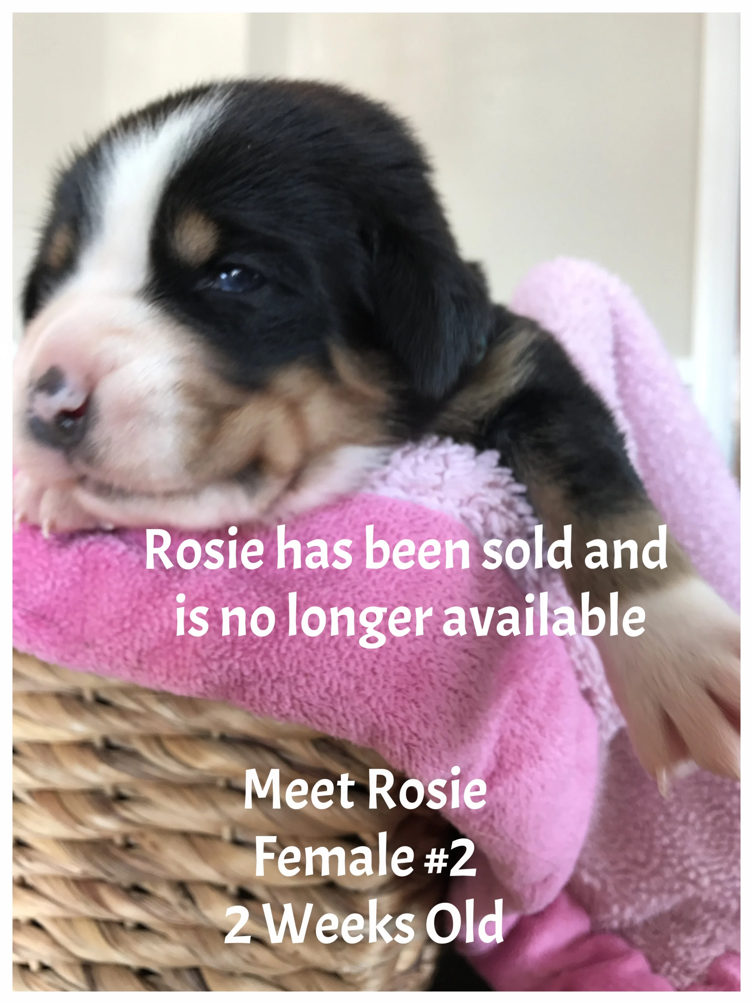 ROSIE.JPG