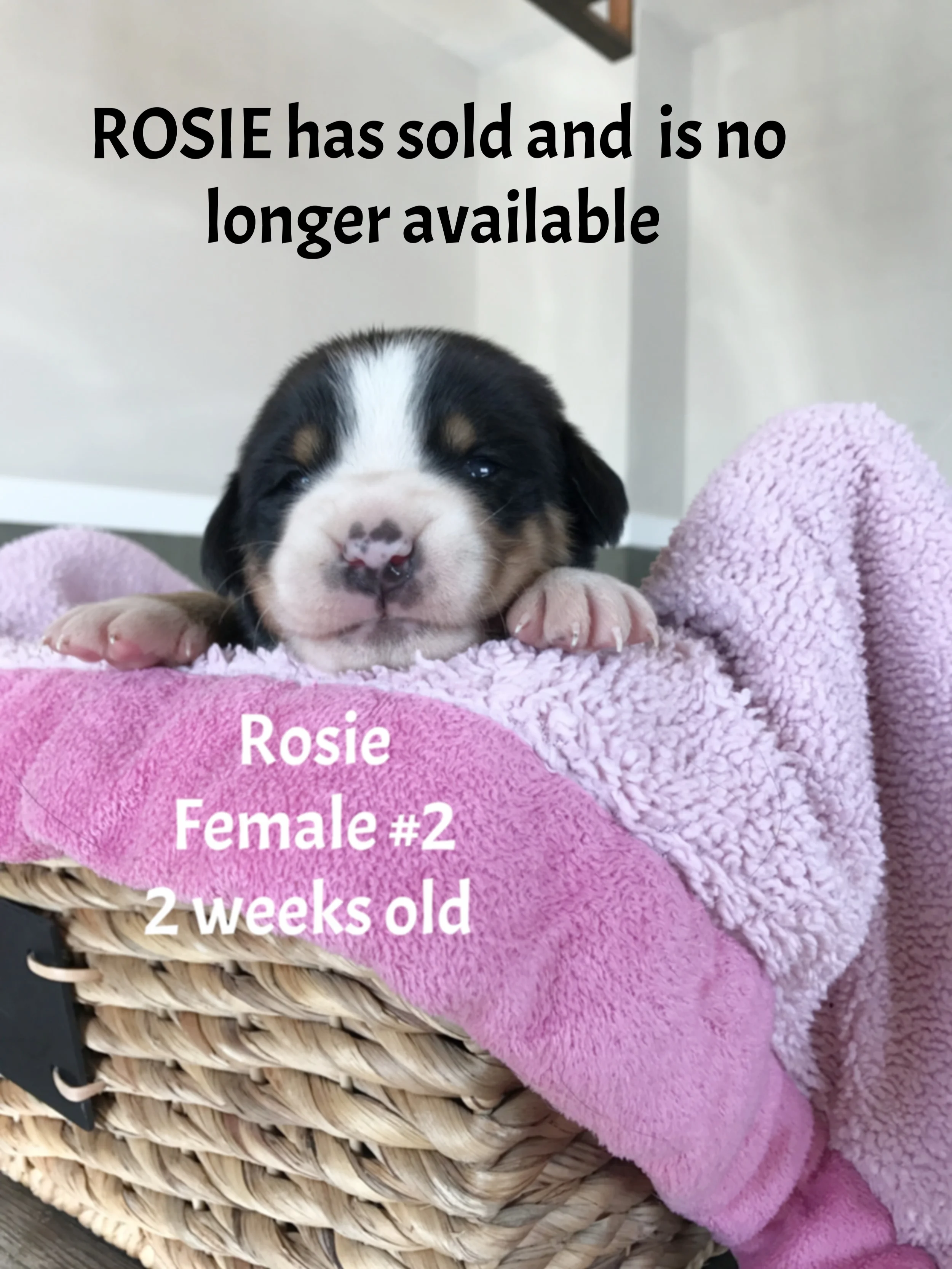 ROSIE 2 Second female.JPG