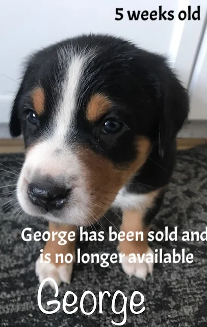 george 5 weeks2.JPG