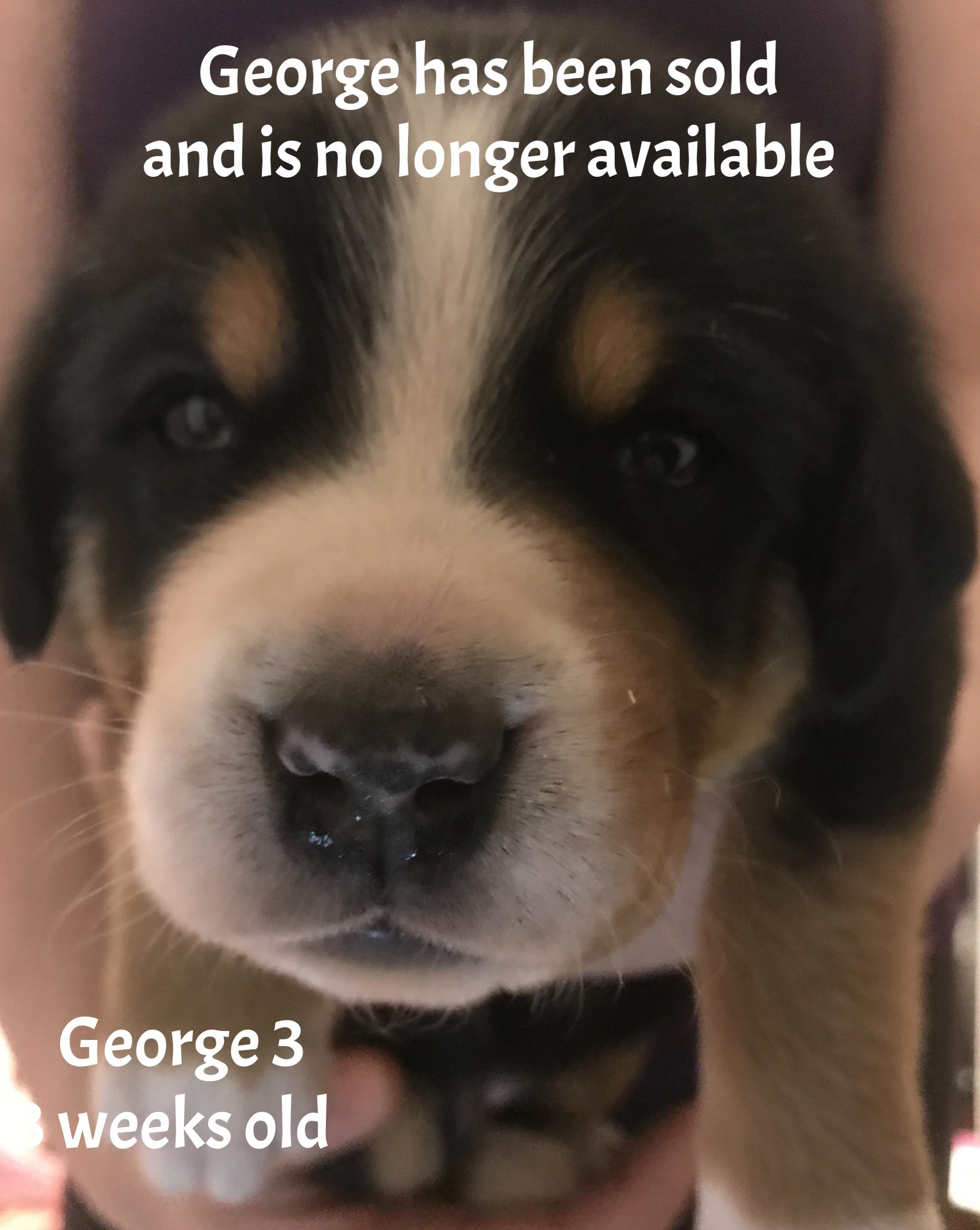 Geroge 3 weeks .JPG