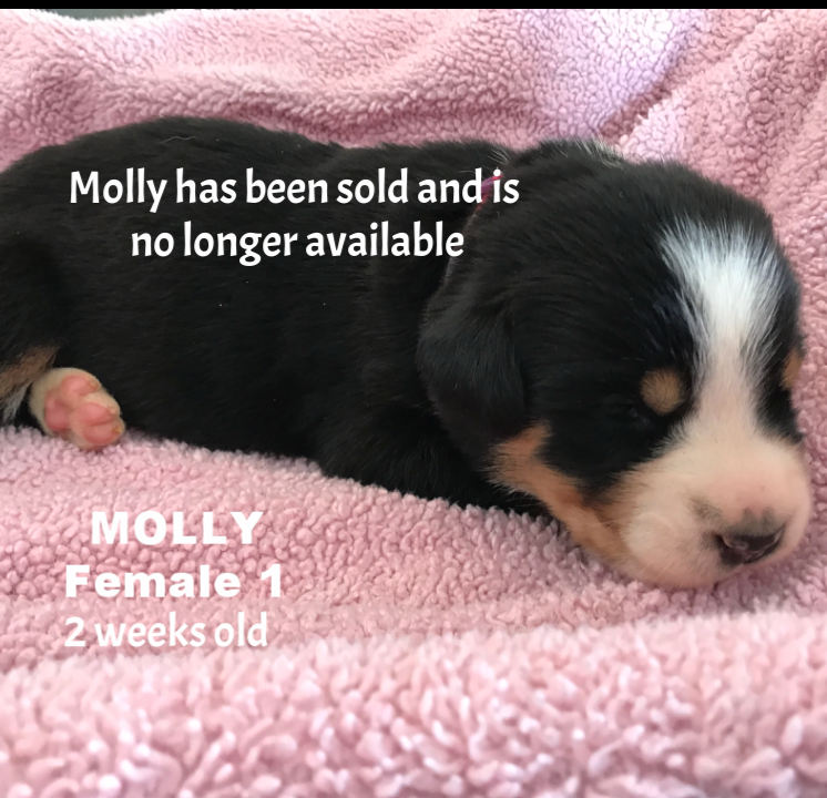 Molly 3 Female 1.PNG
