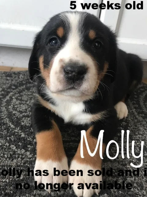 Molly 5 weeks 2.JPG