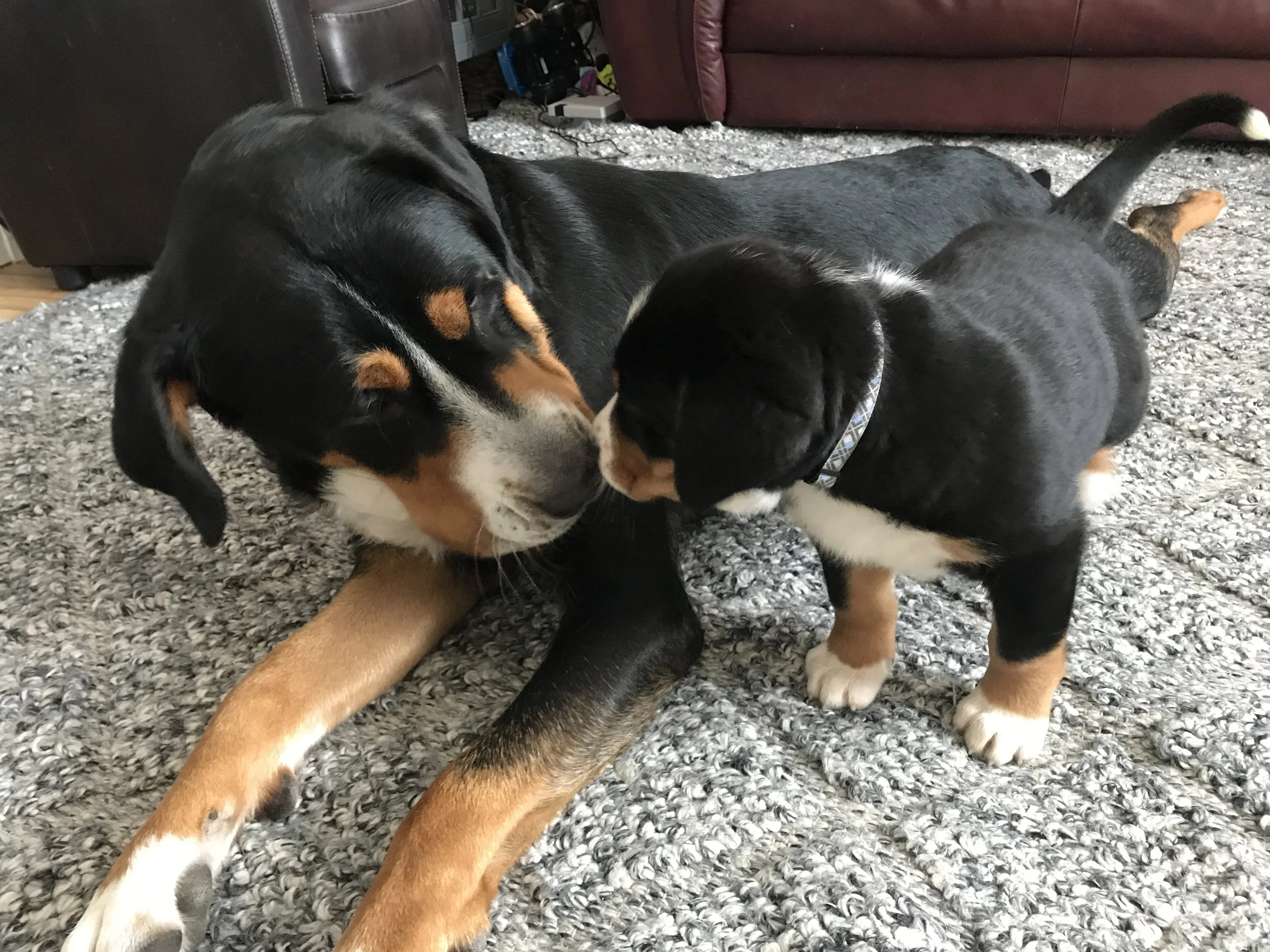 shadow and baby 2018 .JPG