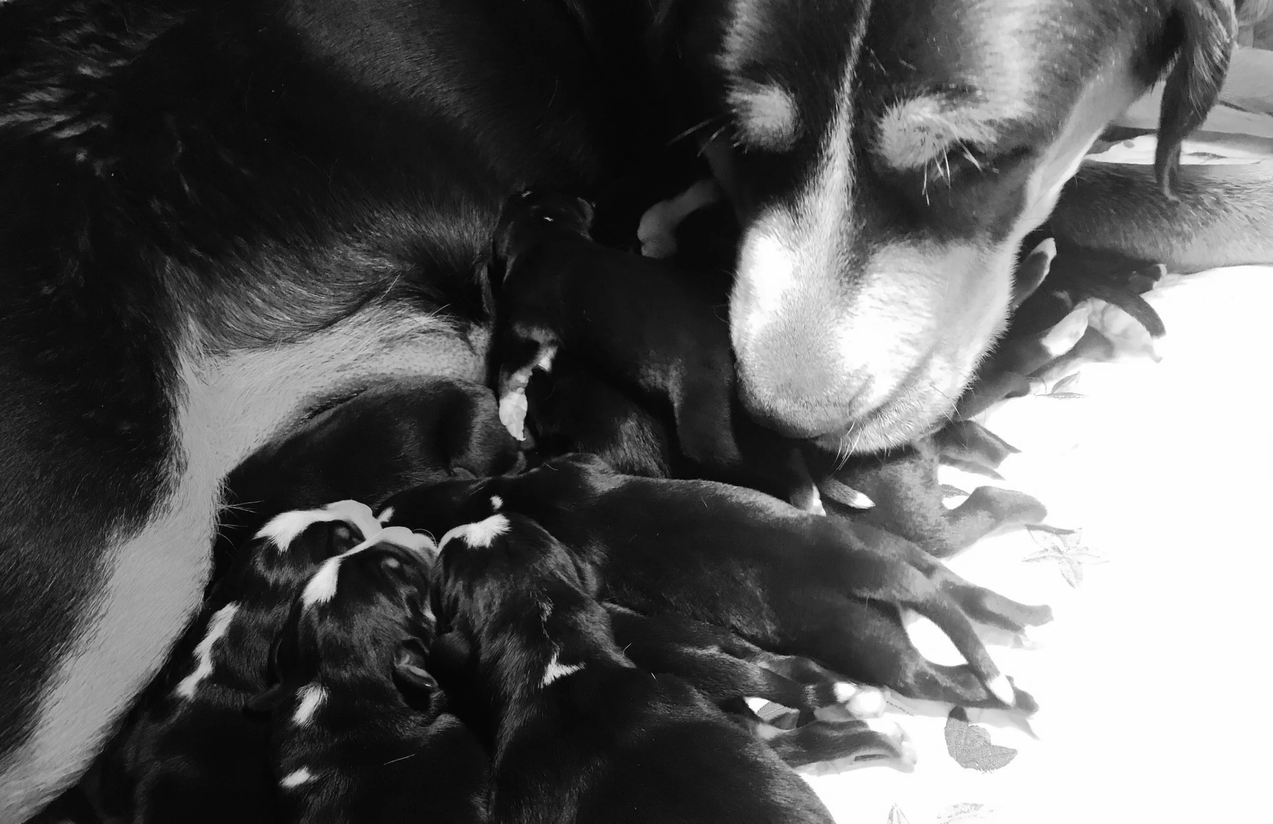 shadow 2nd batch of pups .jpg