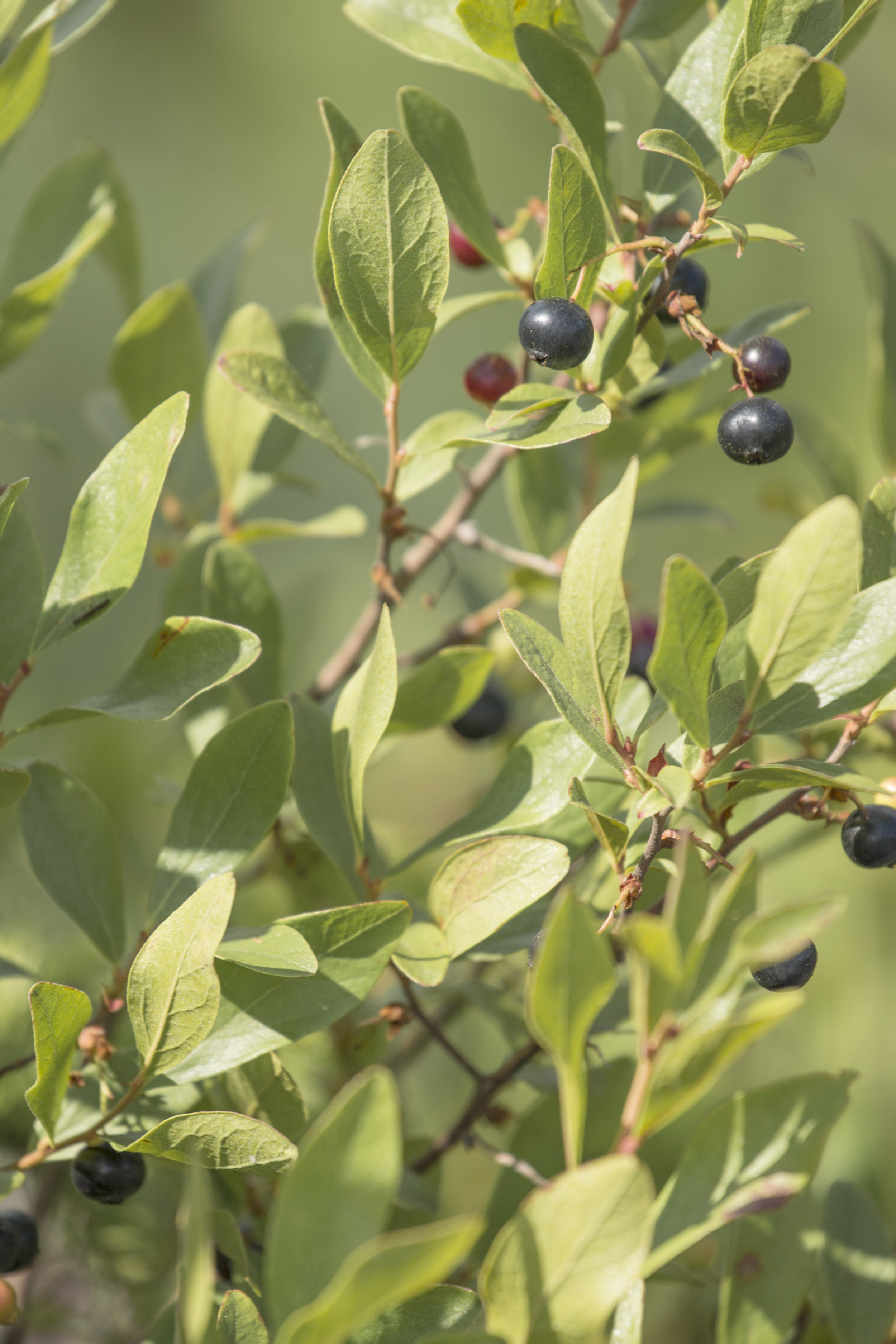 Nature Blueberry Plants in Maine - Nature Photography