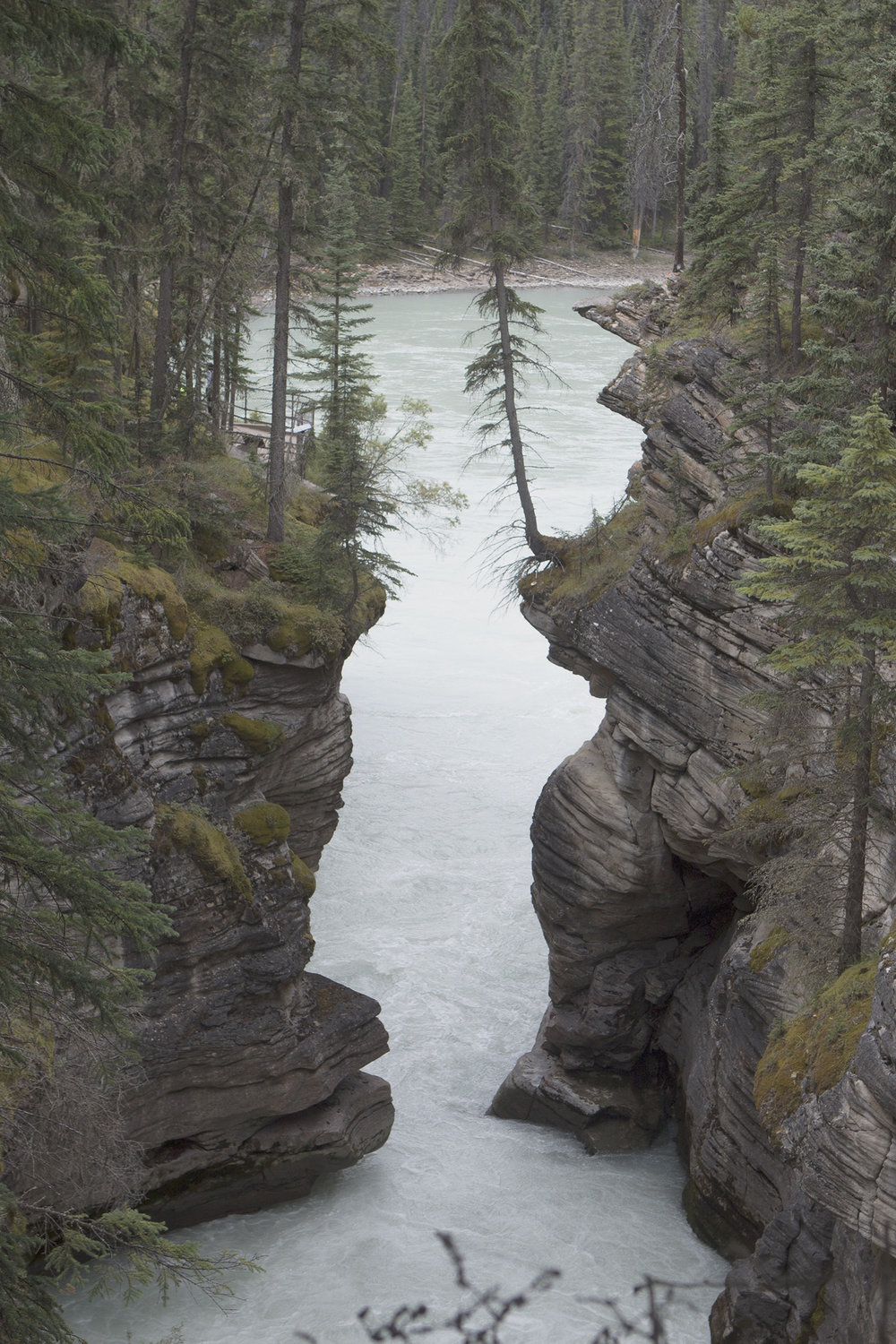 Jasper National Park River Scenic Photos