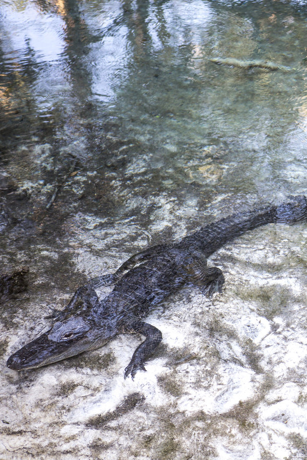 Everglades National Park Gators