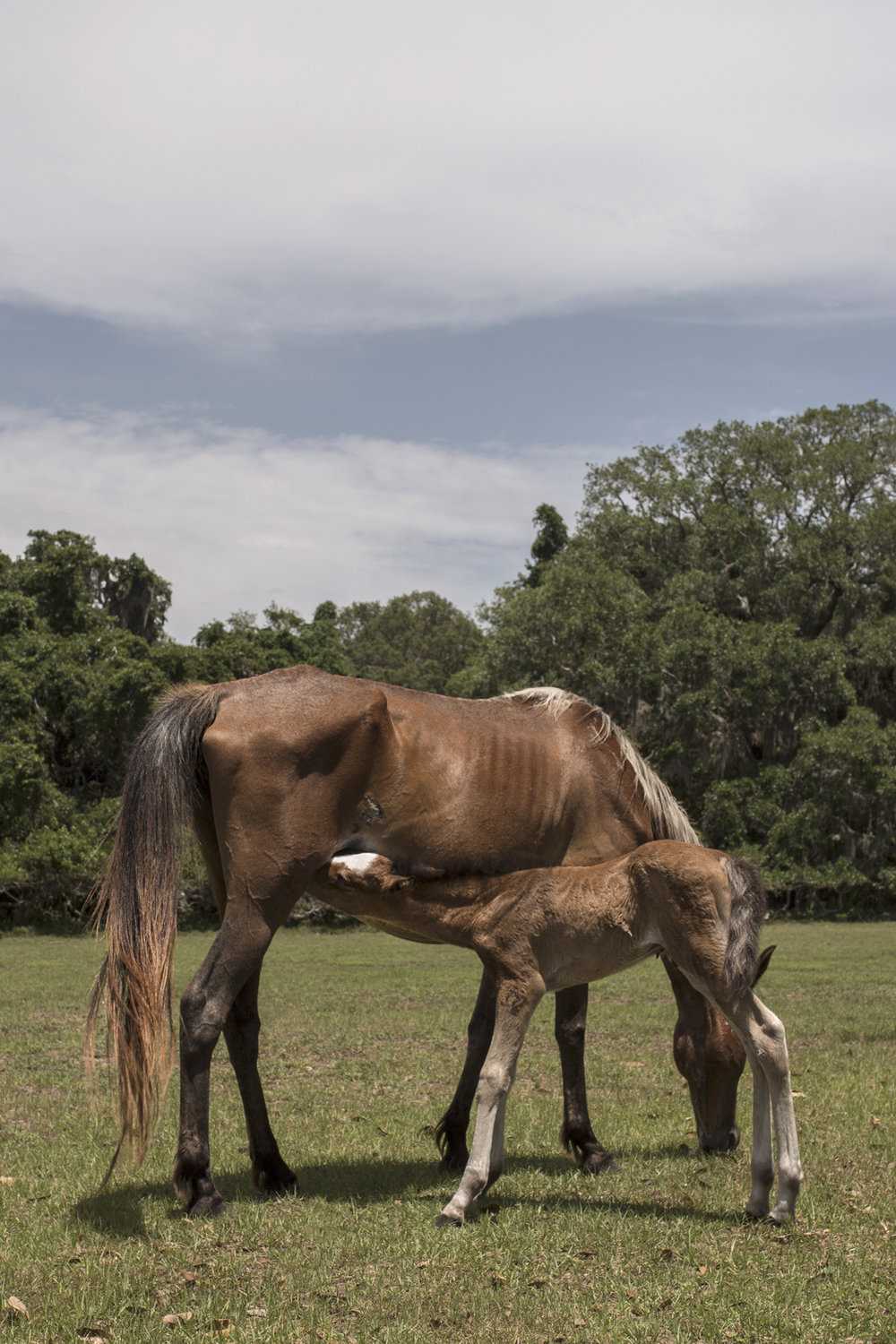 Wild Horses Cumberland Island GA